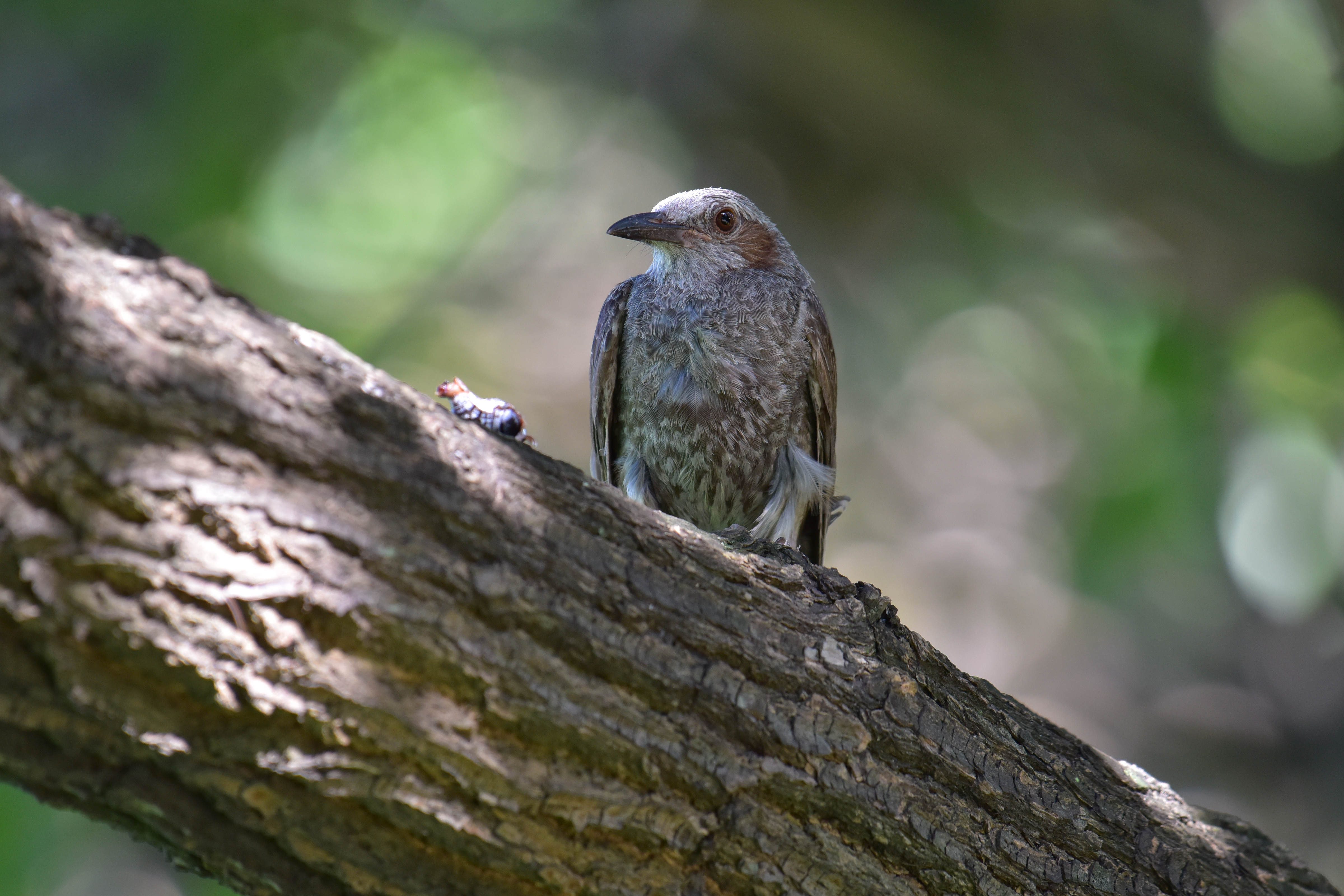 D810 / 1/160秒 / F5.6 / -0.3EV / ISO800 / シャッター優先 / 500mm