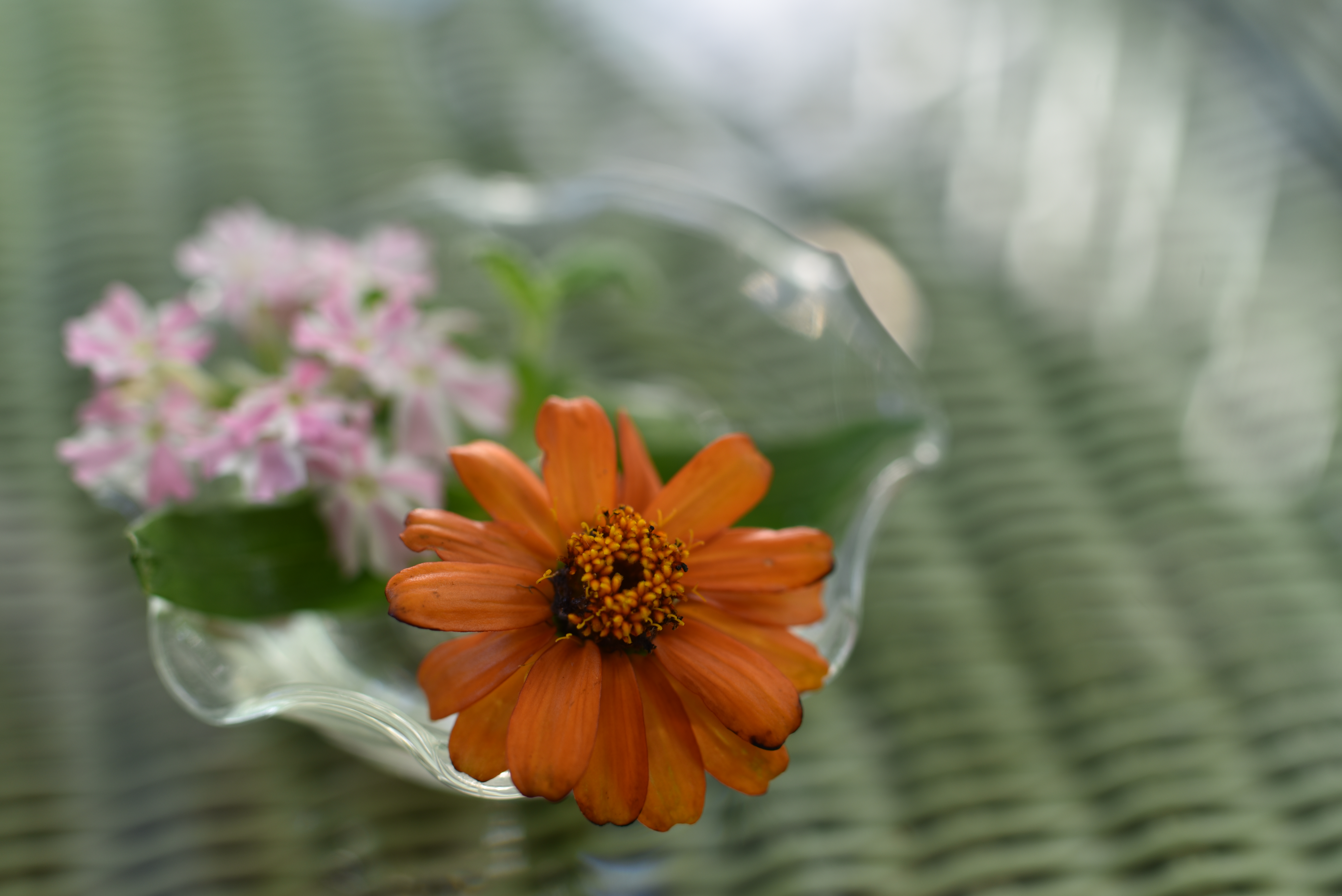 ガラスの器に入った小さな花に迫った。これだけ寄ると、F2.8に絞っても周囲は大きくボケる。ピントが合った花びらは高い質感再現だ。また近接撮影でシャッター速度は1/40秒だが、VCのおかげで手ブレせず撮ることができた。<br class="">D750／SP 45mm F/1.8 Di VC USD／1/40秒／F2.8／0EV／ISO100