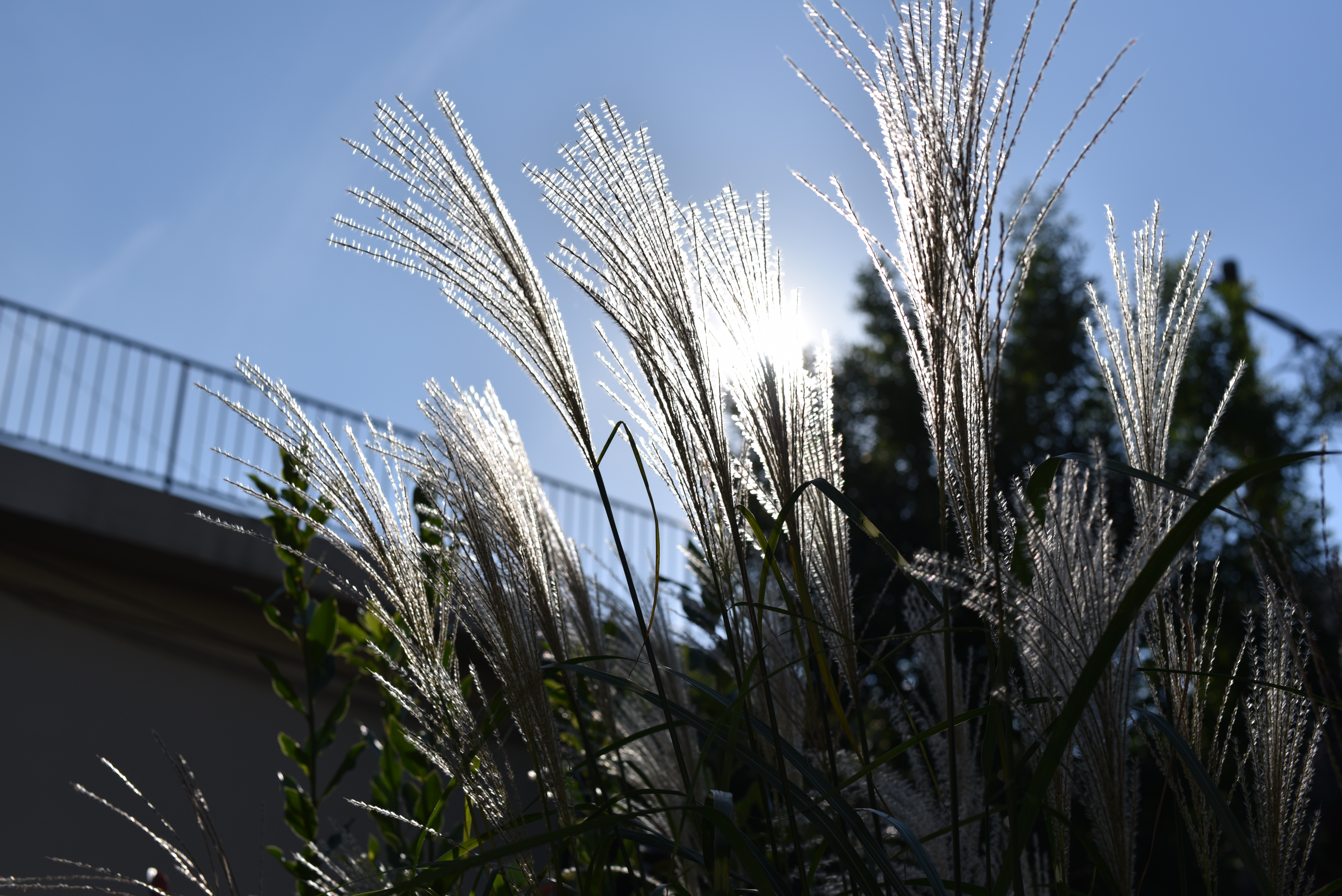 太陽の強い光が直接画面に入っている。レンズにとっては厳しい条件だ。しかしフレアやゴーストは発生していない。eBANDコーティングとBBARコーティングの威力だ。逆光でも安心して撮影できて、光を活かした表現が楽しめる。<br class="">D750／SP 45mm F/1.8 Di VC USD／1/2,500秒／F5.6／0EV／ISO100