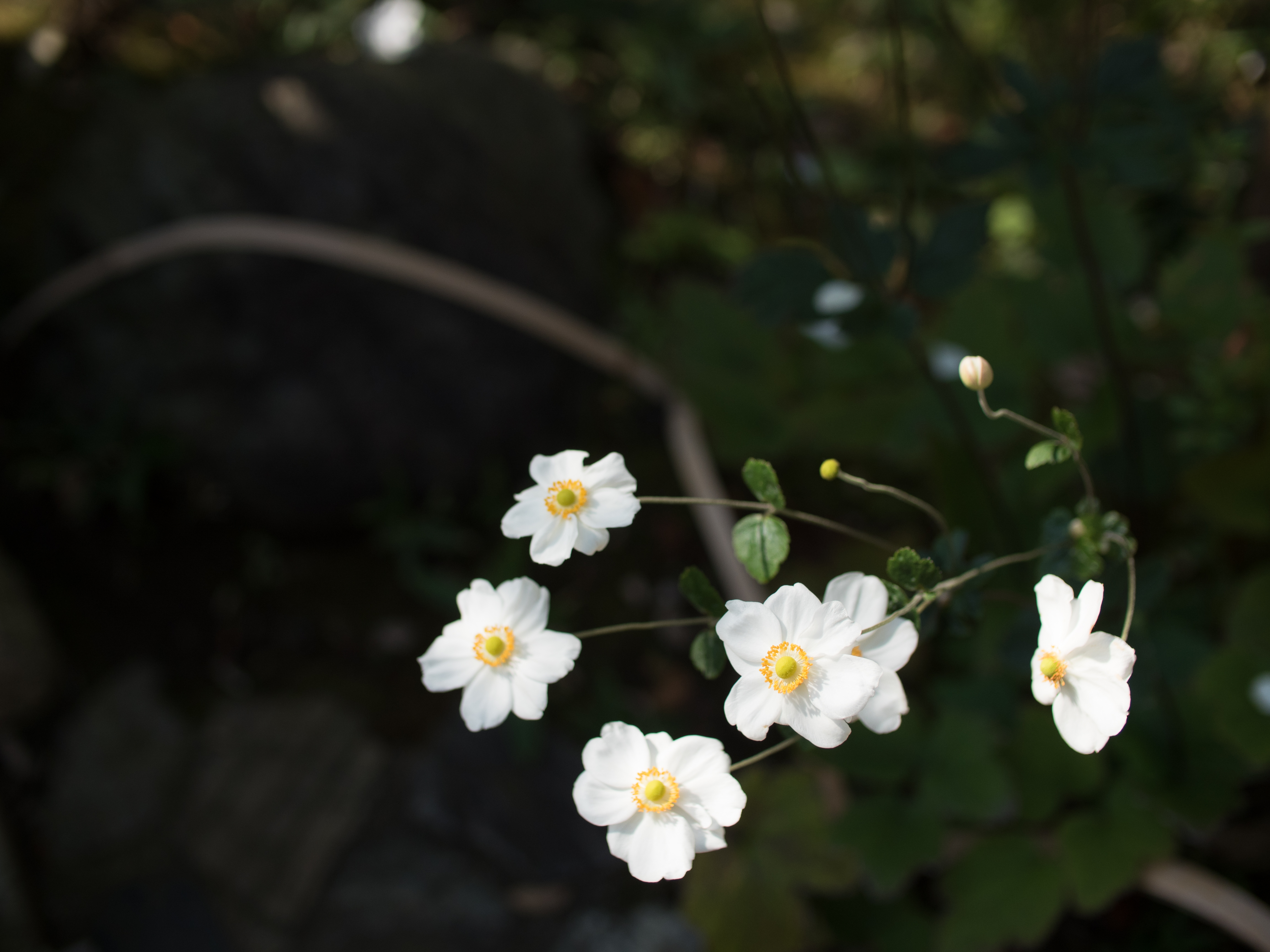 OM-D E-M5 Mark II / Speedmaster 25mm F0.95 / 1/4,000秒 / F2 / -1.3EV / ISO200 / WB:オート / 25mm