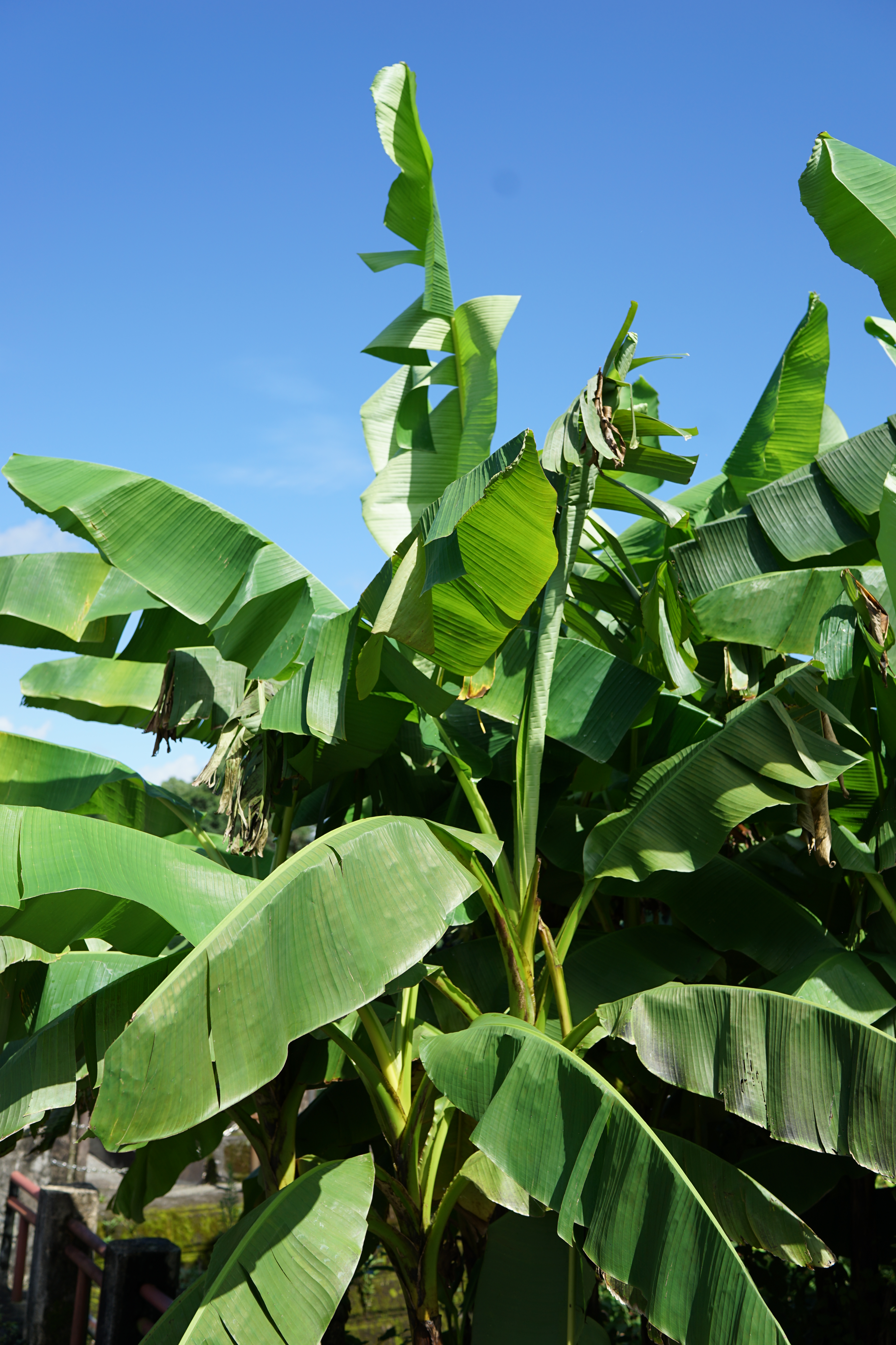 絞りF4・距離数mで撮影。α7 II / 1/500秒 / F4 / 0EV / ISO100 / 絞り優先AE / 35mm