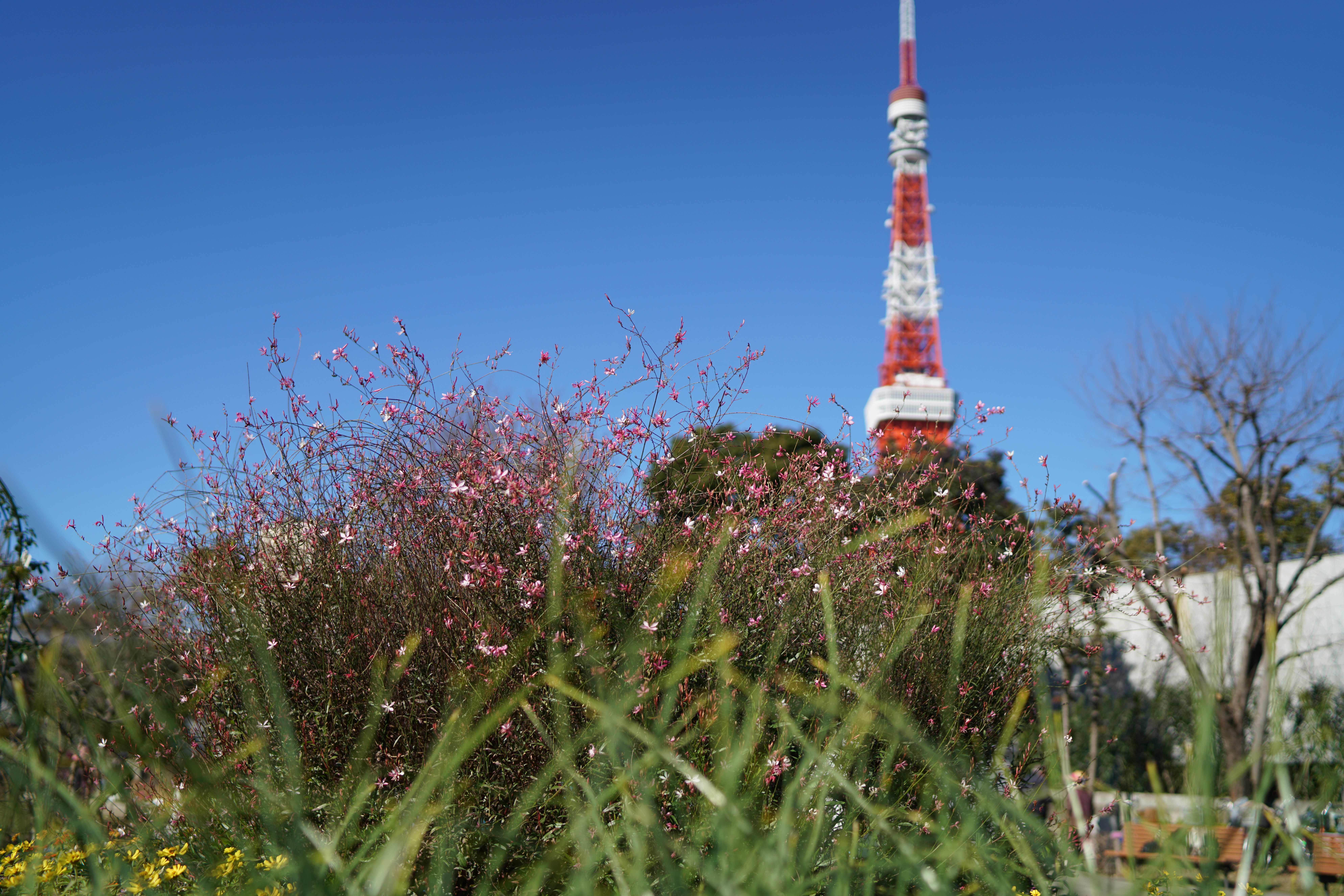 α7R II / 1/200秒 / F8 / 0EV / ISO100 / 絞り優先AE / 35mm