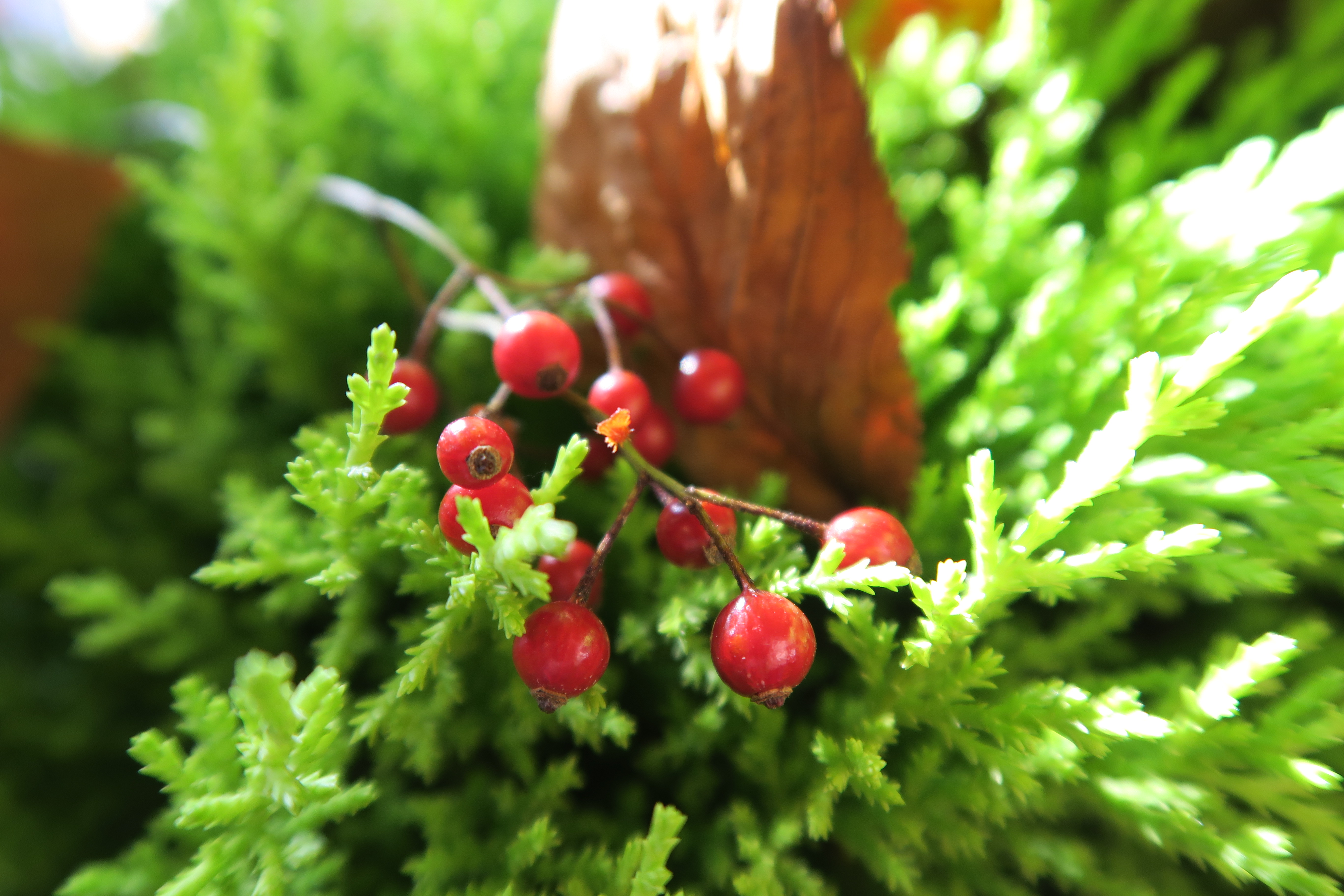 ISO125 / F2.8 / 1/25秒 / 8.8mm