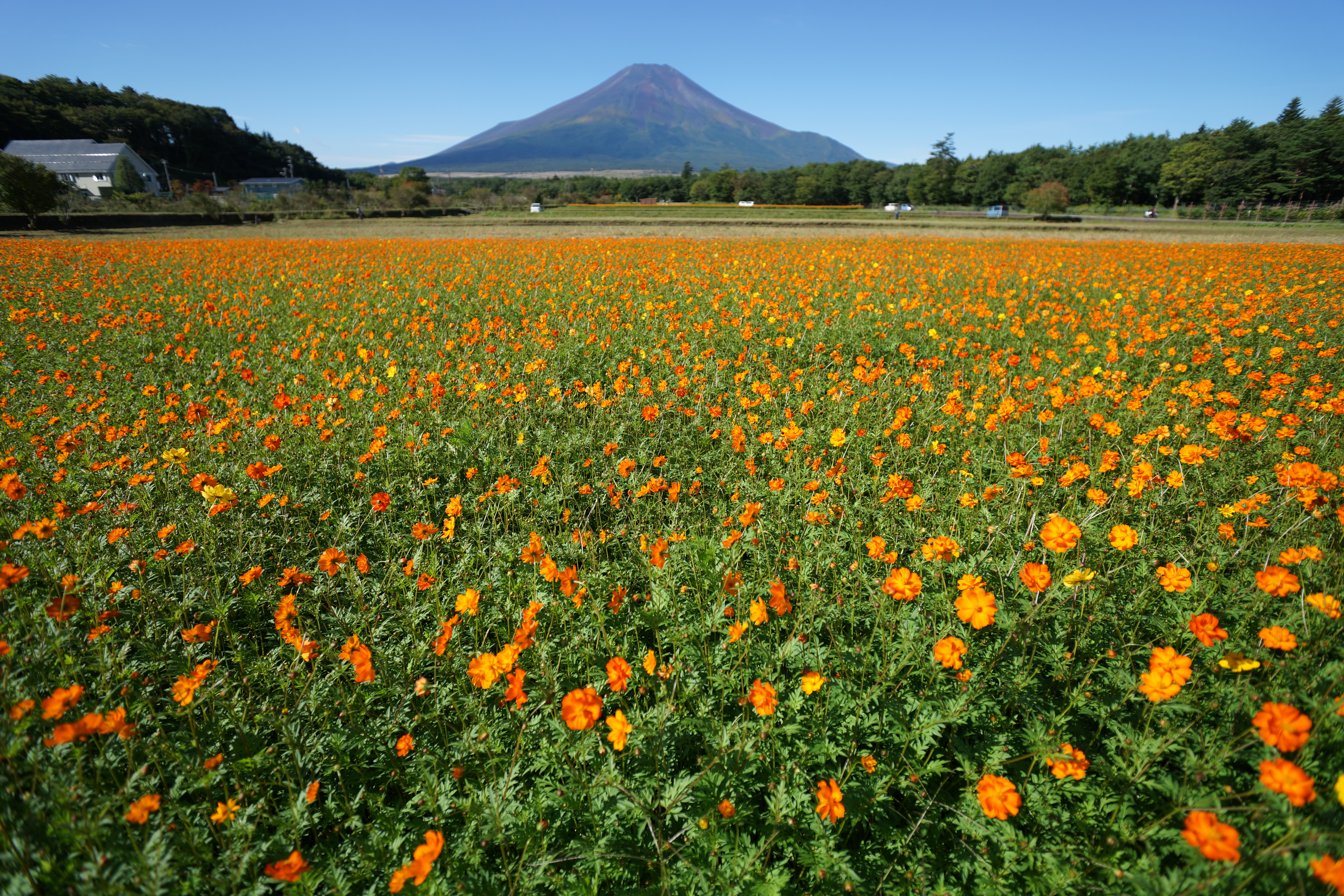 絞り開放・距離数mで撮影。α99 / 1/1,250秒 / F2.8 / +0.5EV / ISO100 / 絞り優先AE / 16mm