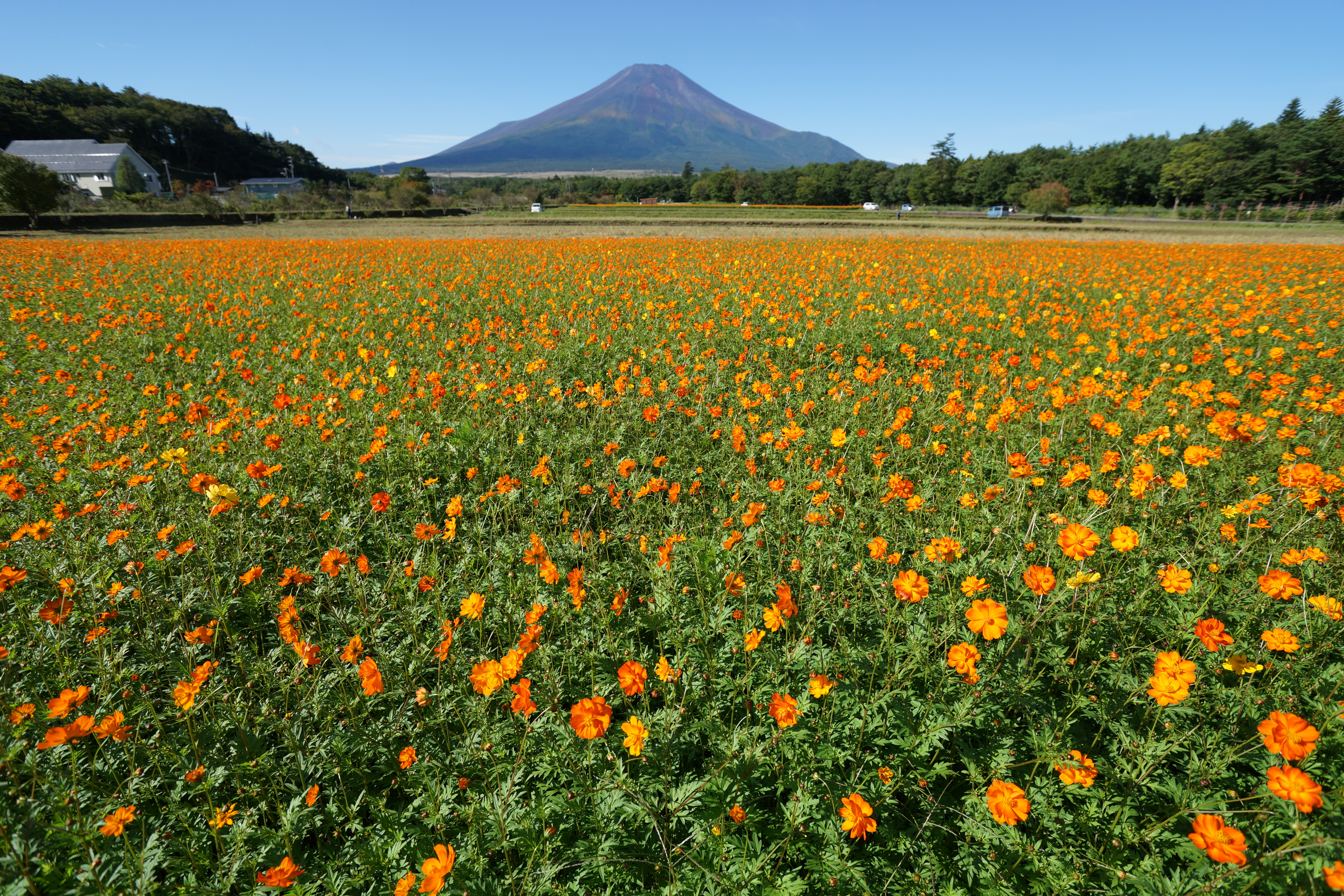 絞りF5.6・距離数mで撮影。α99 / 1/320秒 / F5.6 / +0.5EV / ISO100 / 絞り優先AE / 16mm