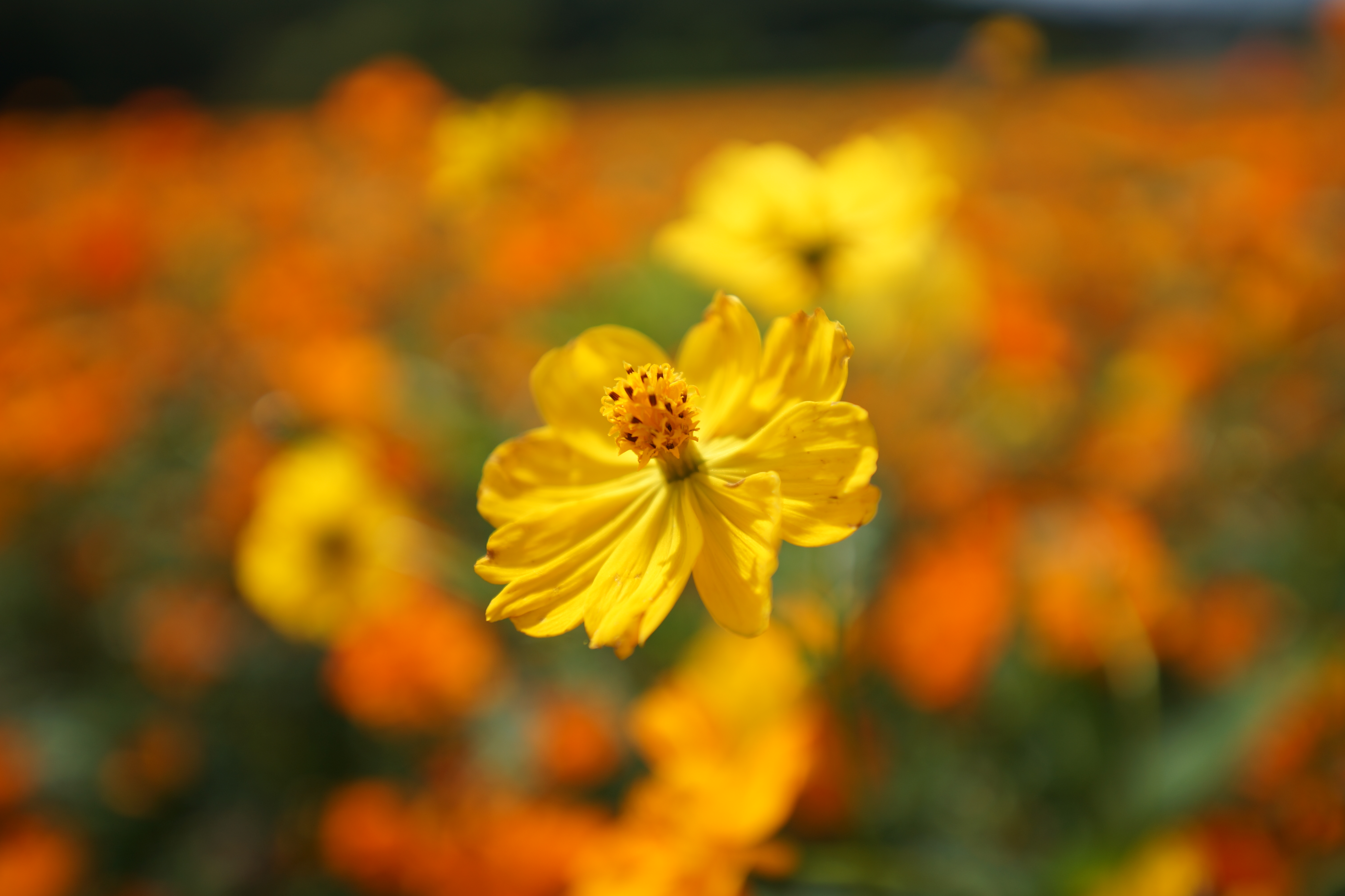 絞り開放・最短撮影距離（約28cm）で撮影。α99 / 1/1,600秒 / F2.8 / +0.5EV / ISO100 / 絞り優先AE / 35mm