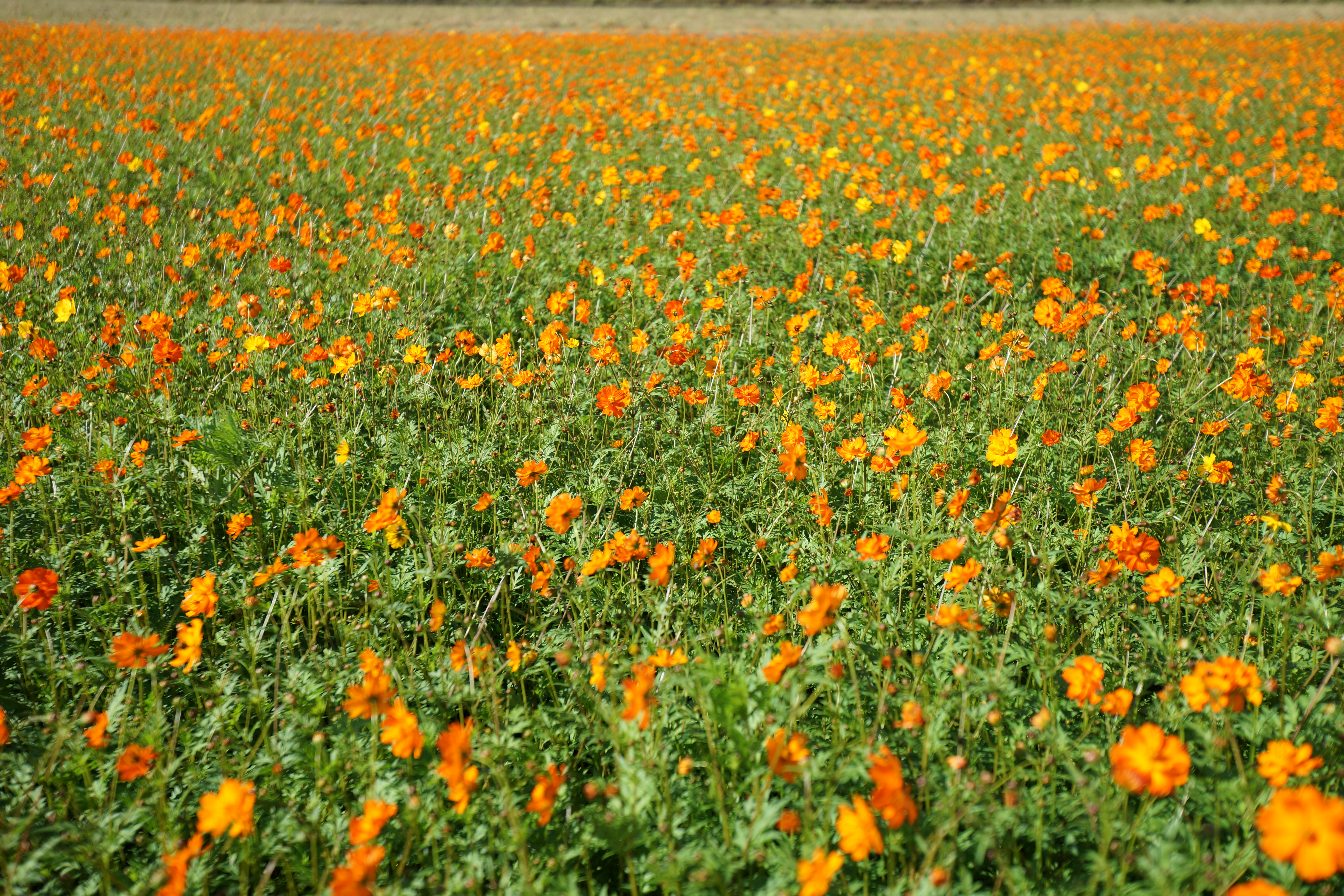 絞り開放・距離数mで撮影。α99 / 1/1,000秒 / F2.8 / +0.5EV / ISO100 / 絞り優先AE / 35mm