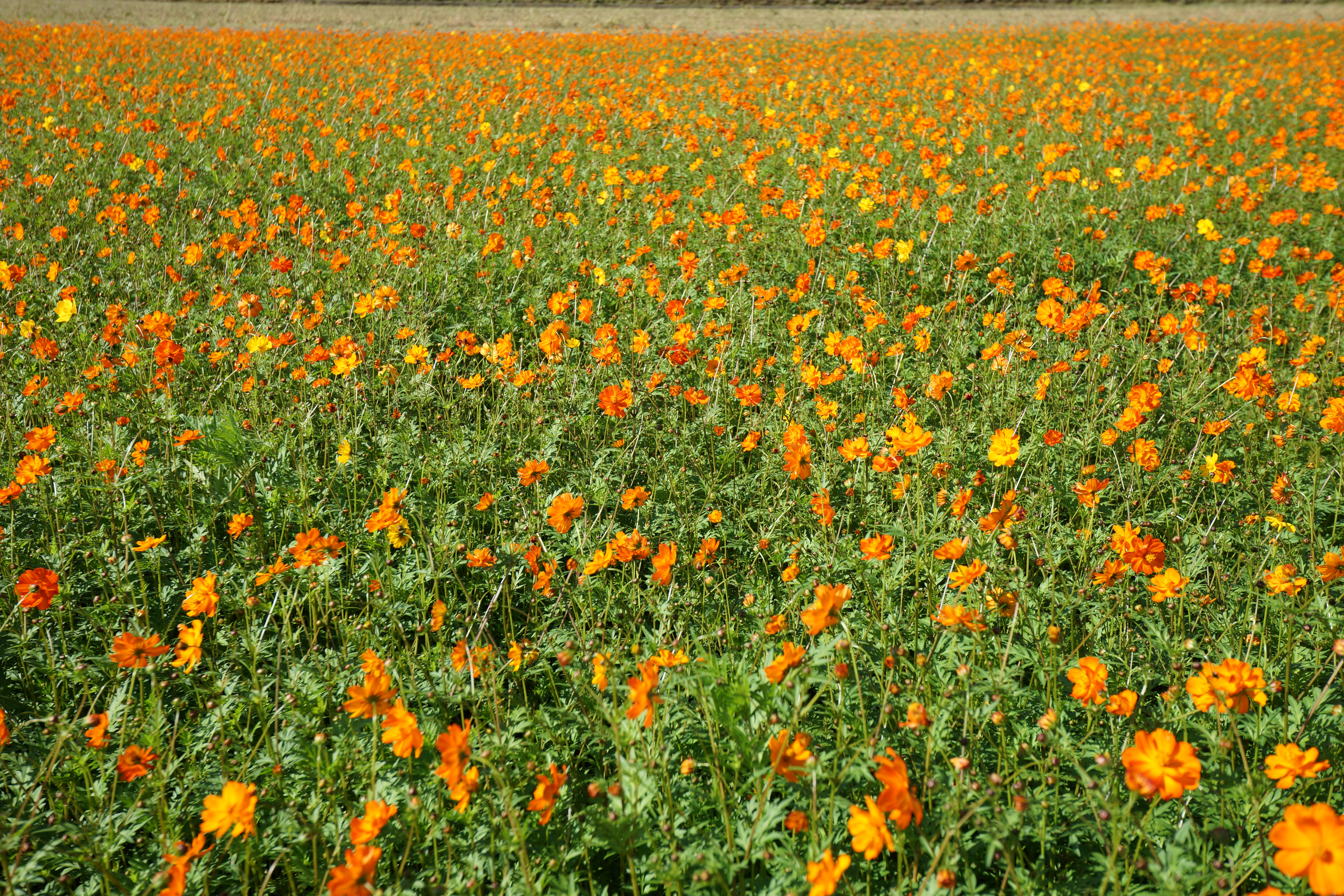 絞りF5.6・距離数mで撮影。α99 / 1/250秒 / F5.6 / +0.5EV / ISO100 / 絞り優先AE / 35mm