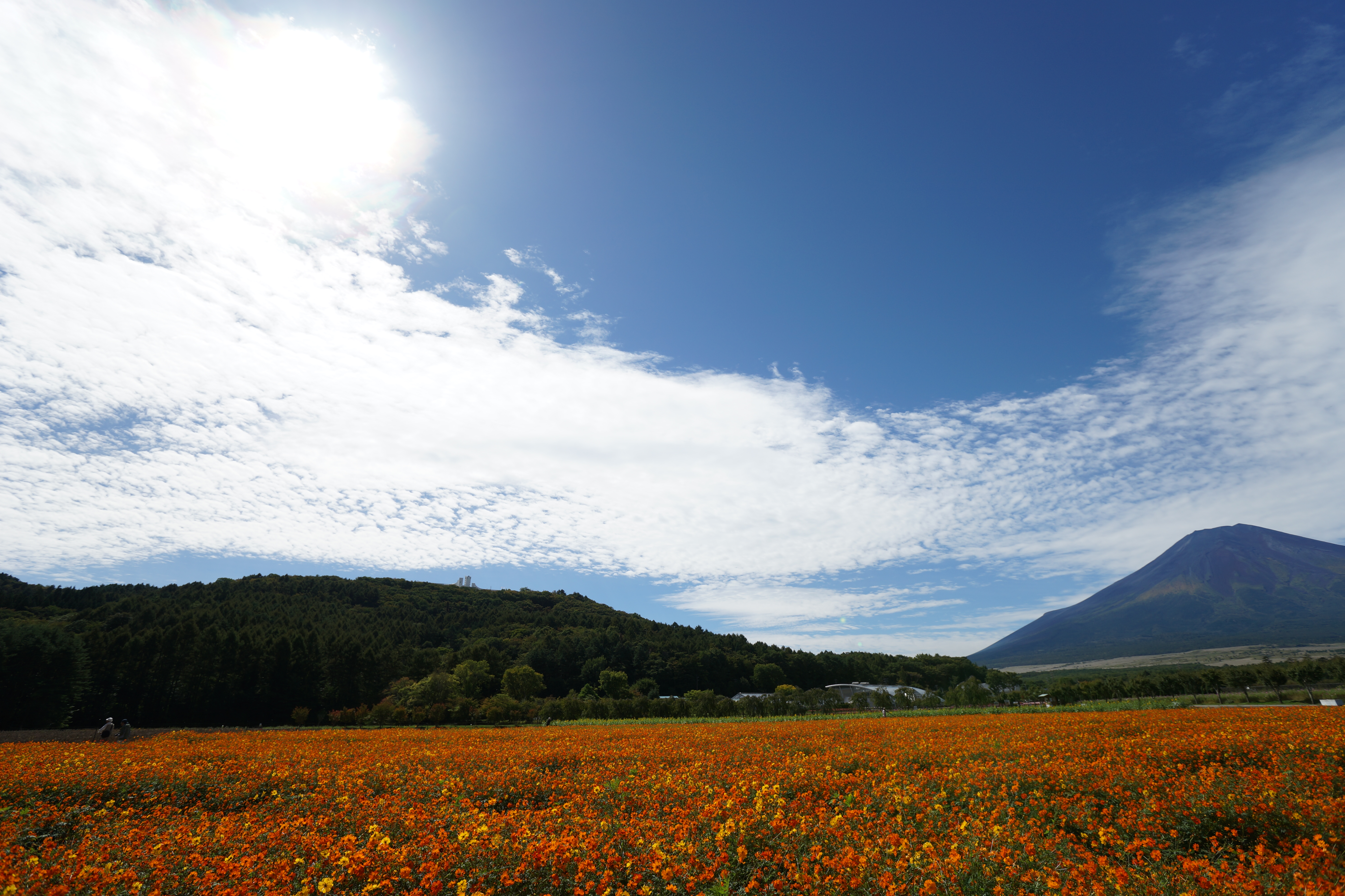 太陽が画面内に入る逆光で撮影。α99 / 1/640秒 / F5.6 / +0.5EV / ISO100 / 絞り優先AE / 16mm