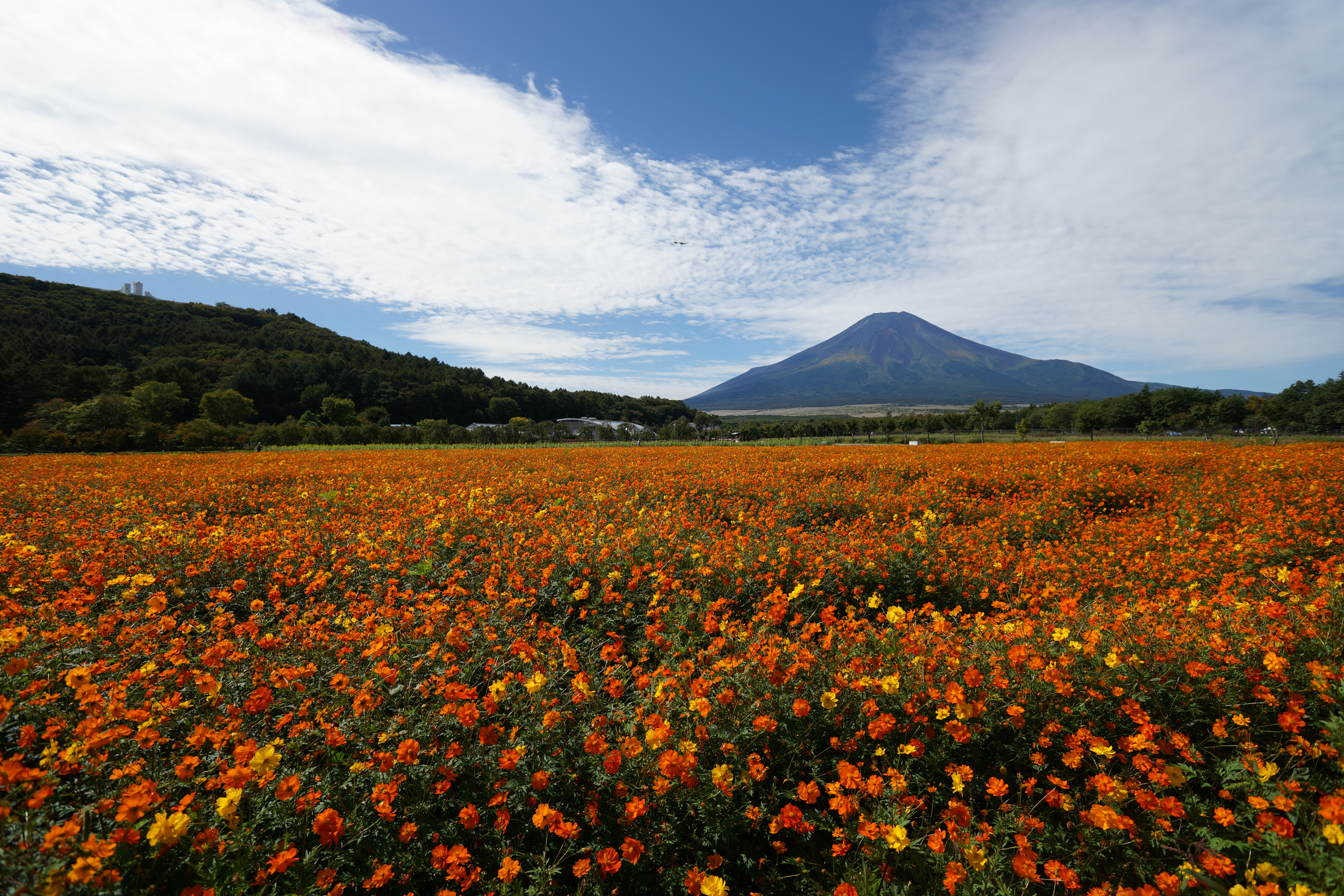 太陽が画面外にある逆光で撮影。α99 / 1/640秒 / F5.6 / +0.5EV / ISO100 / 絞り優先AE / 16mm