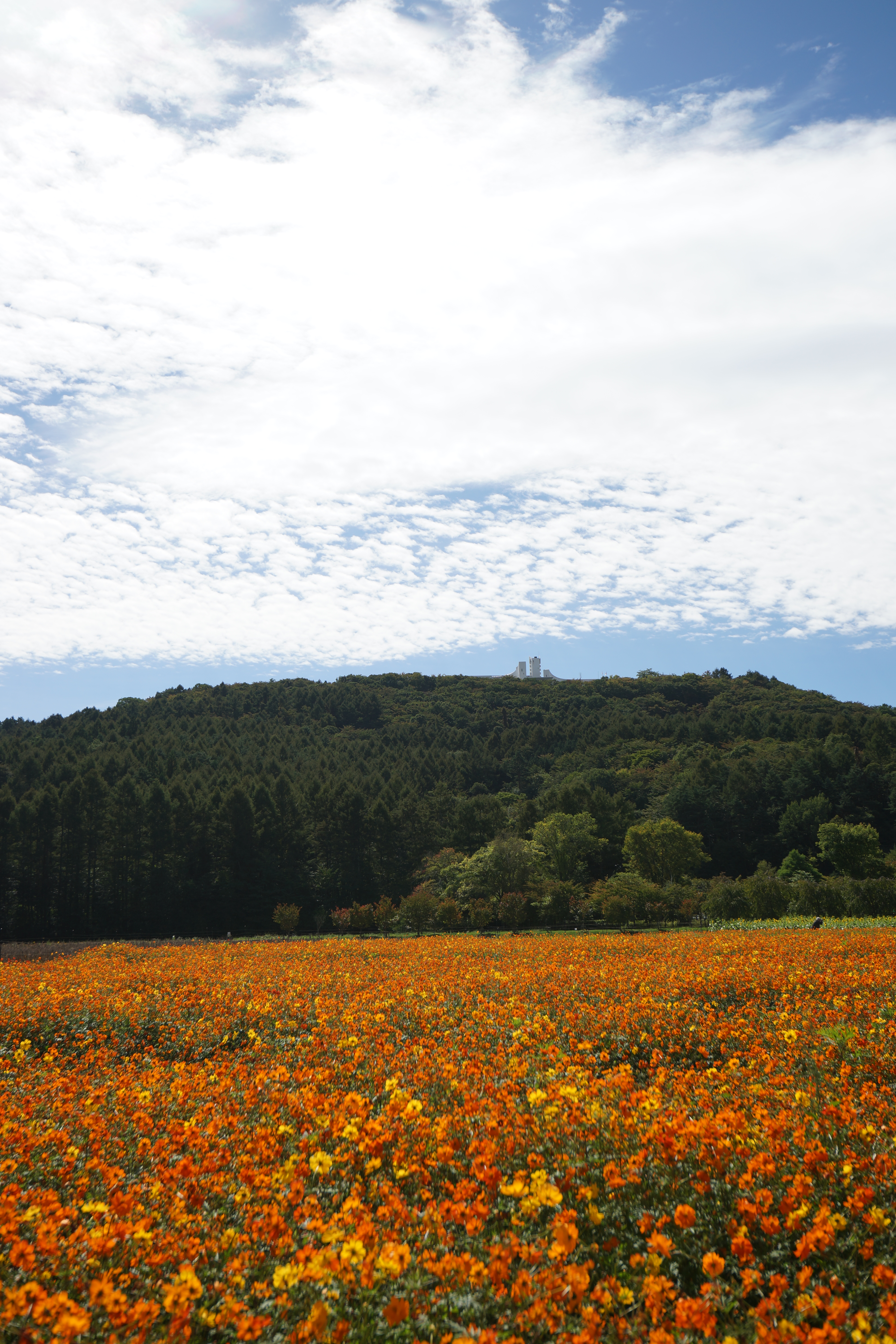 太陽が画面外にある逆光で撮影。α99 / 1/640秒 / F5.6 / +0.5EV / ISO100 / 絞り優先AE / 35mm
