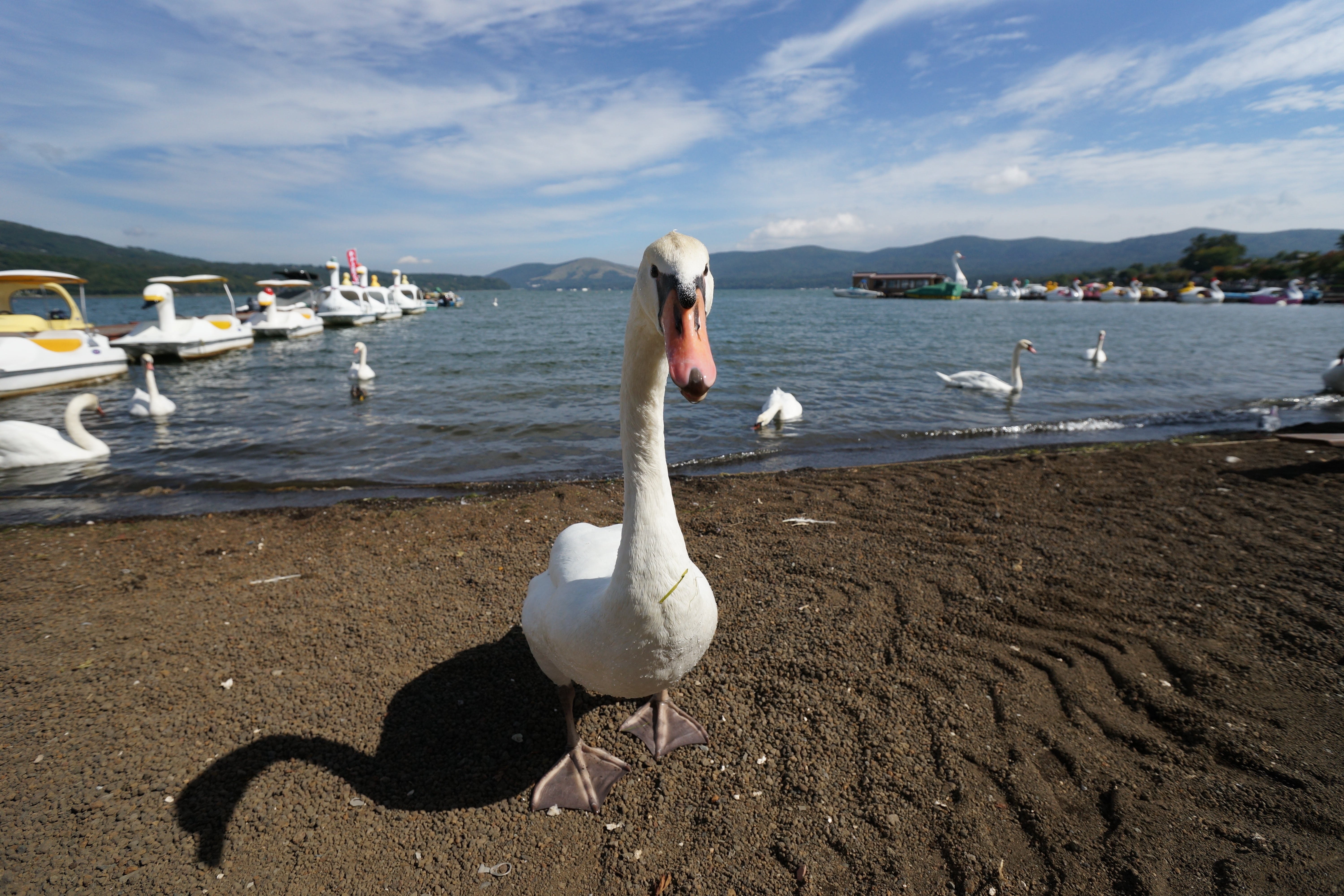 α99 / 1/2,500秒 / F5.6 / 0EV / ISO400 / 絞り優先AE / 16mm