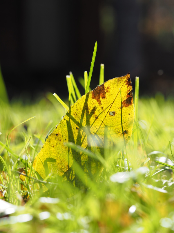 普通の三脚では対応できない地面すれすれのローアングル撮影がPIXI EVOの得意とするところ