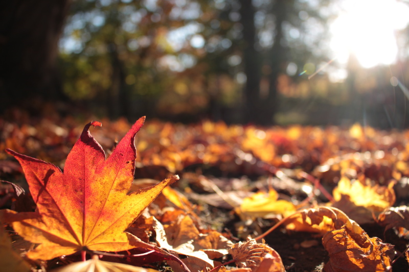 まあ、これだけ明るい条件なら手持ちでも十分対応できるが、そこはおおめに見てやってください