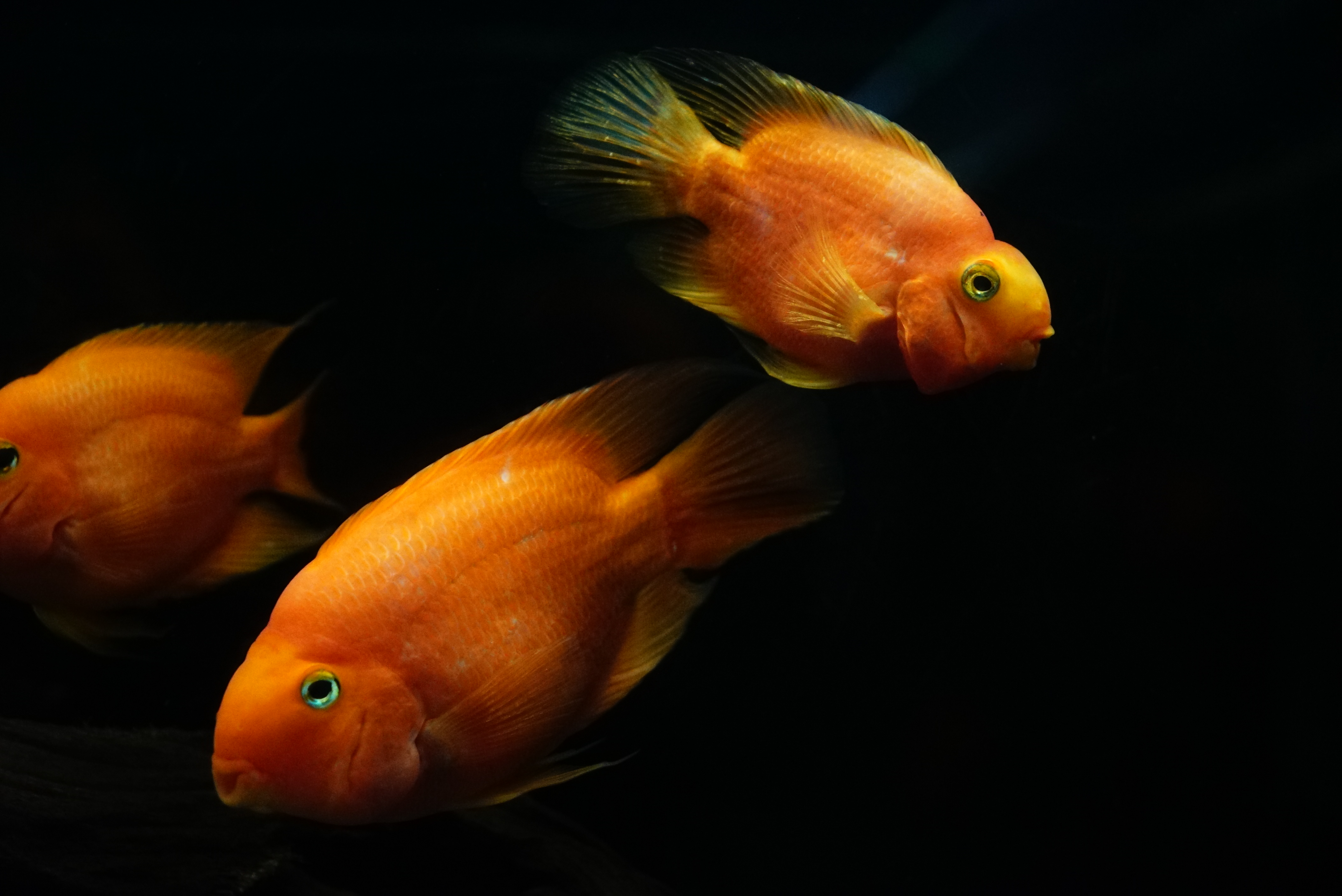 α7S II / Vario-Tessar T* FE 24-70mm F4 ZA OSS / ISO10000 / F4.5 / 1/800秒 / 70mm