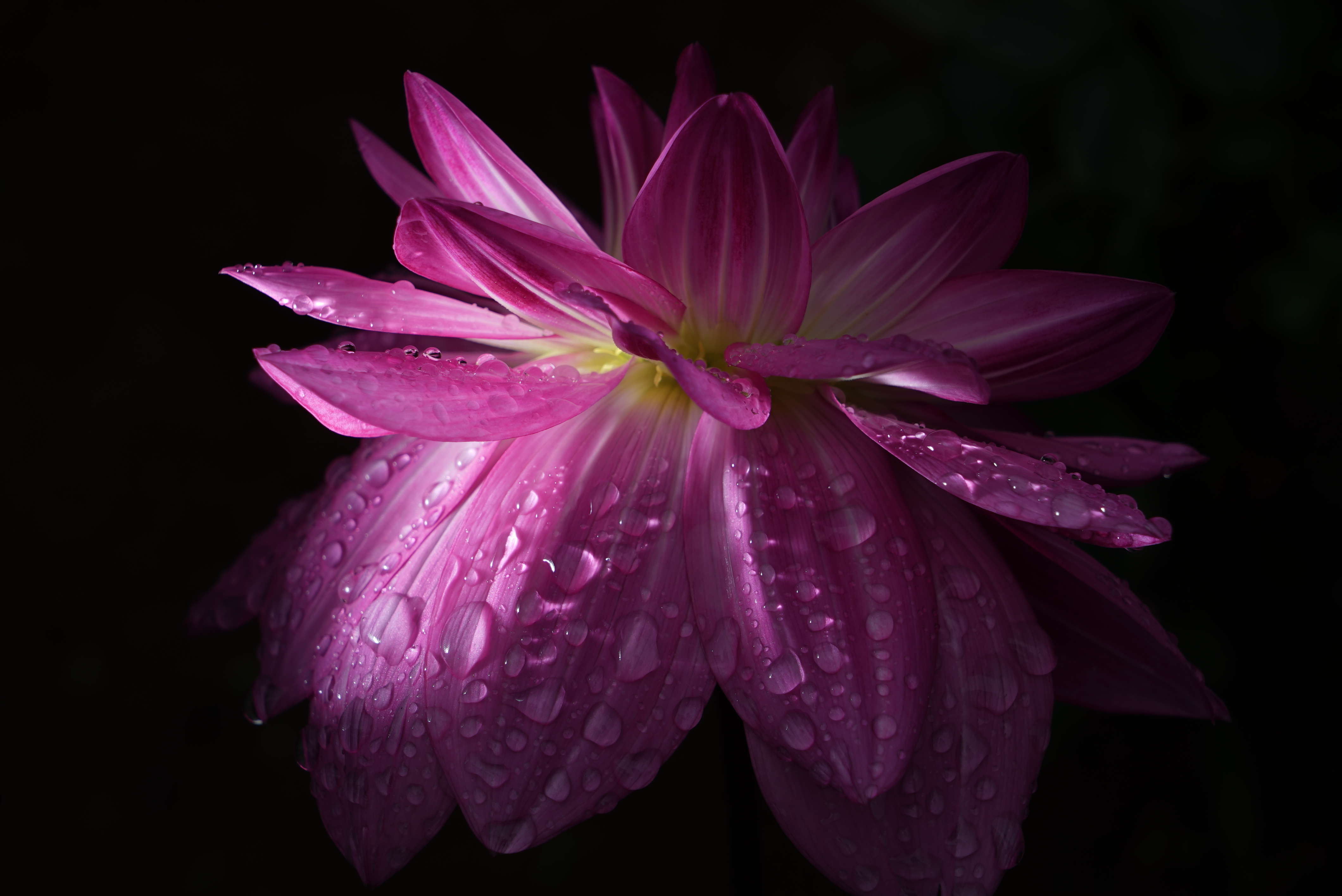 α7S II / Vario-Tessar T* FE 24-70mm F4 ZA OSS / ISO50 / F11 / 1/200秒 / 70mm