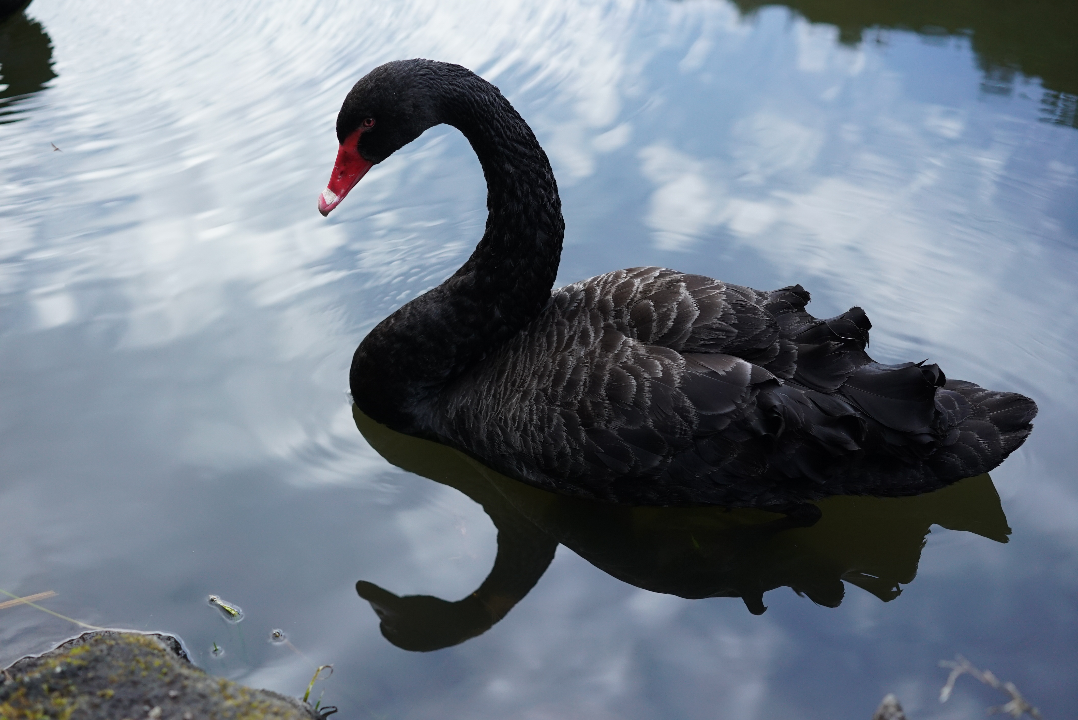 α7S II / Sonnar T* FE 55mm F1.8 ZA / ISO1250 / F3.2 / 1/320秒 / 55mm