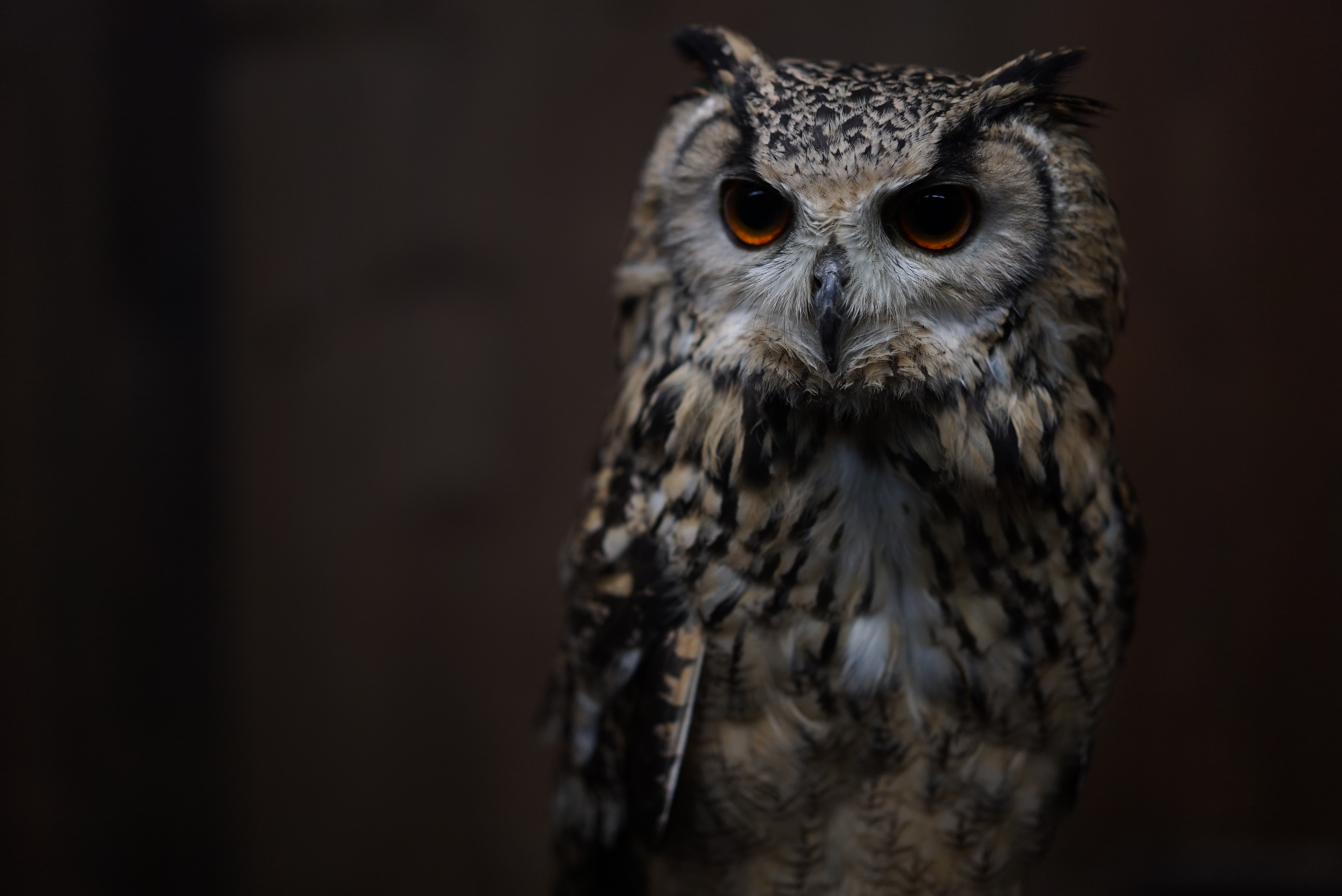 α7S II / Sonnar T* FE 55mm F1.8 ZA / ISO1000 / F1.8 / 1/100秒 / 55mm