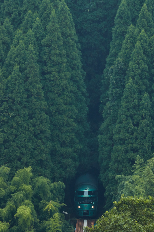 観光特急「ゆふいんの森」を深い森を抜けるイメージで狙った。針葉樹の木々の高さを強調するために列車を画面下端に配置。F8の絞り値は周辺部までシャープな描写力でまったく非の打ち所がない。<br>キヤノン EOS 7D Mark II / EF100-400mm F4.5-5.6L IS II USM /241mm（386mm相当） / マニュアル露出（F8、1/800秒） / ISO640