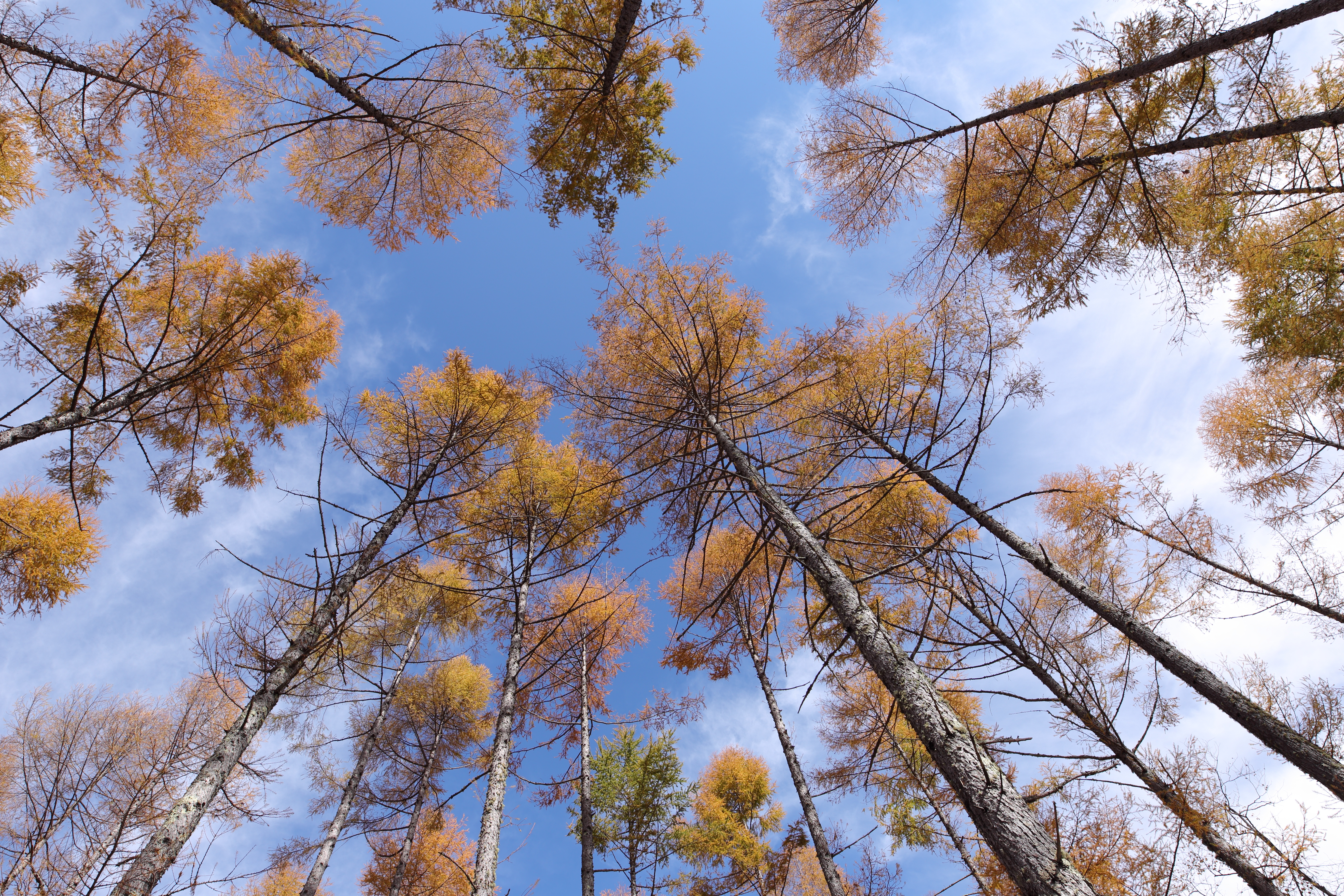 EOS 6D / 1/125秒 / F8 / 0EV / ISO100 / マニュアル / 20mm