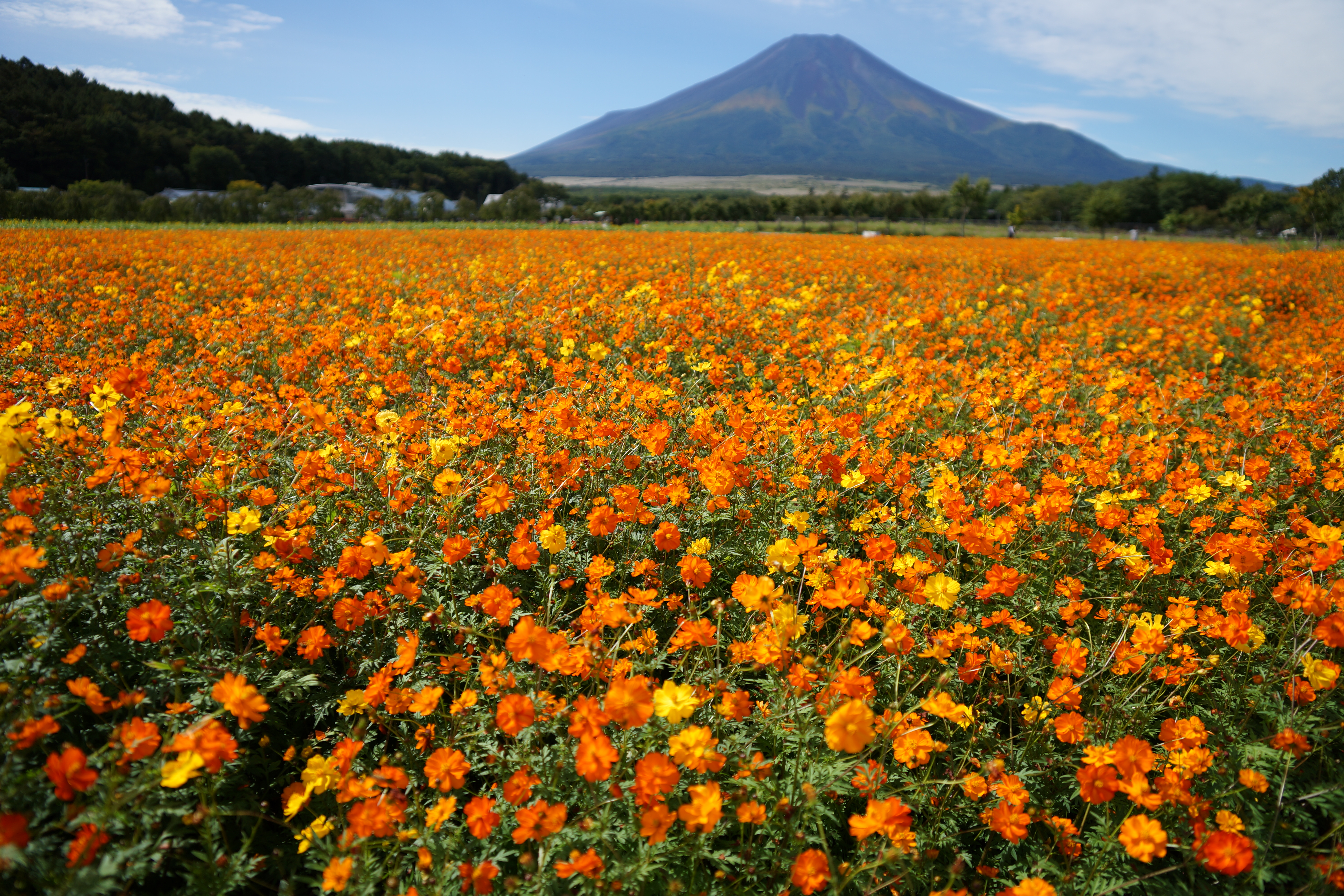 絞り開放・距離数mで撮影。α99 / 1/2,000秒 / F2.8 / +0.5EV / ISO100 / 絞り優先AE / 24mm