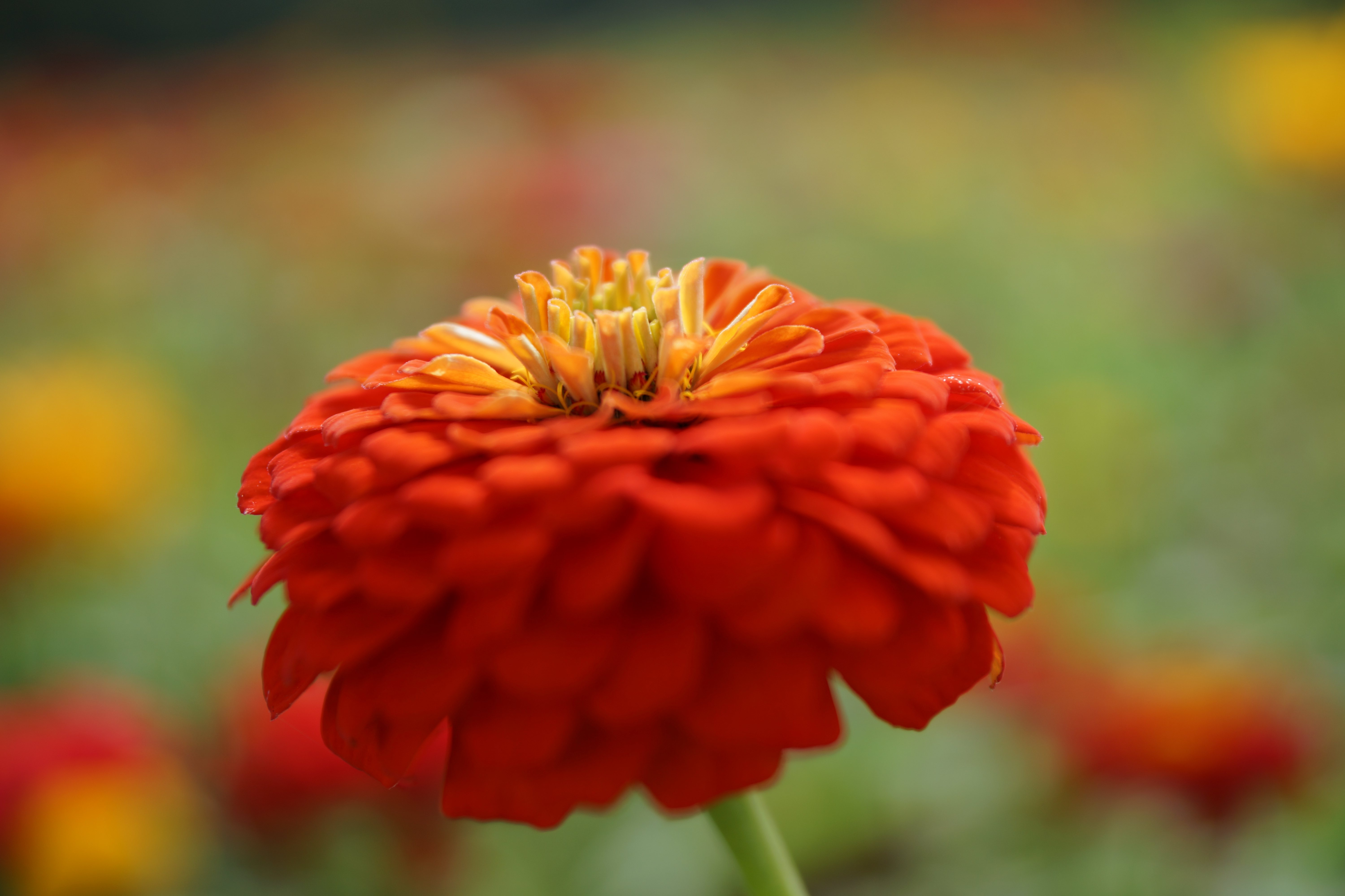 絞り開放・最短撮影距離（約34cm）で撮影。α99 / 1/640秒 / F2.8 / +0.5EV / ISO100 / 絞り優先AE / 70mm