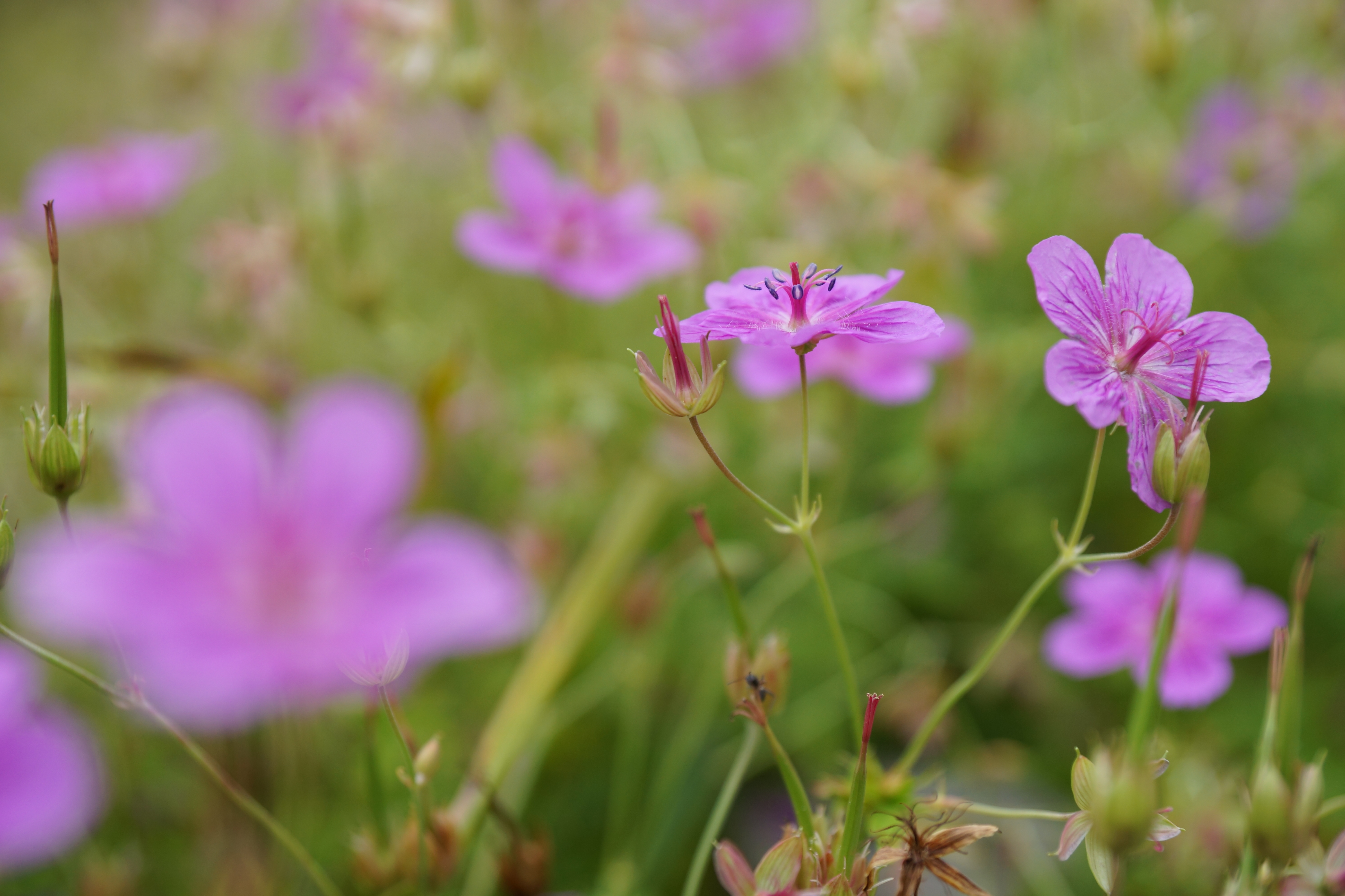 α99 / 1/1,250秒 / F3.5 / +0.3EV / ISO400 / 絞り優先AE / 70mm
