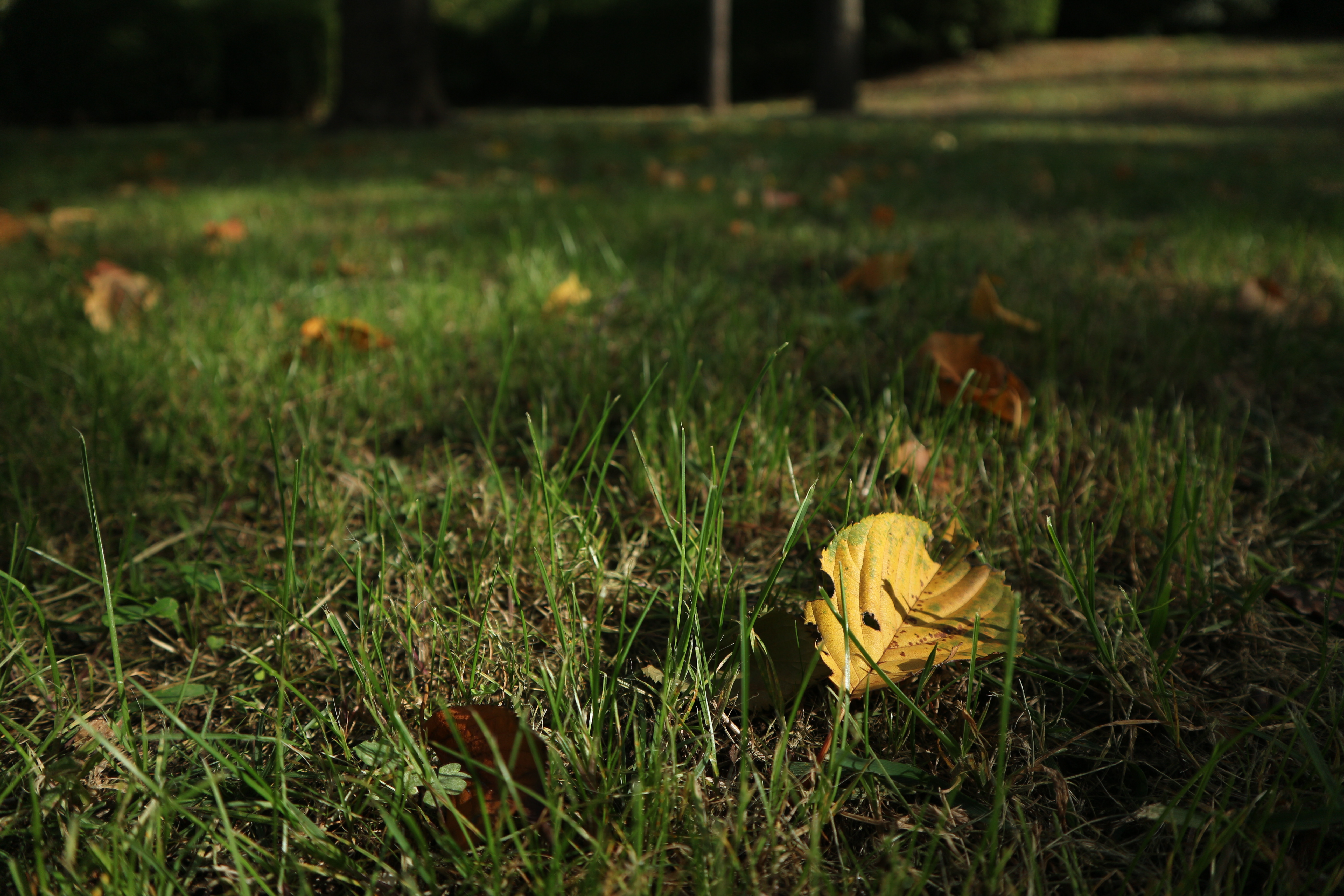 ISO100 / F3.5 / 1/1,000秒 / -1EV / 15mm