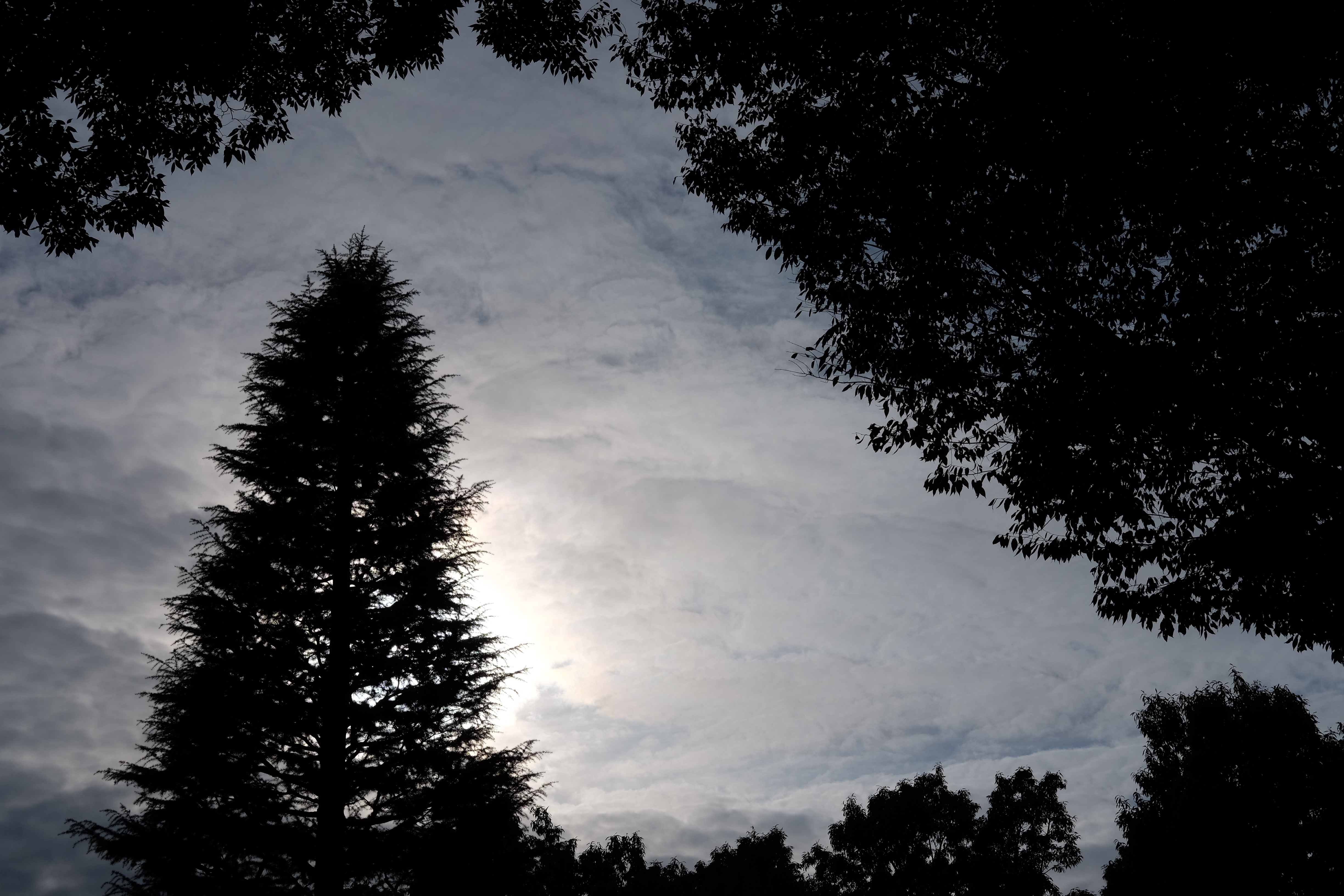 X-T10 / 1/2,000秒 / F11 / 0EV / ISO200 / マニュアル / 35mm