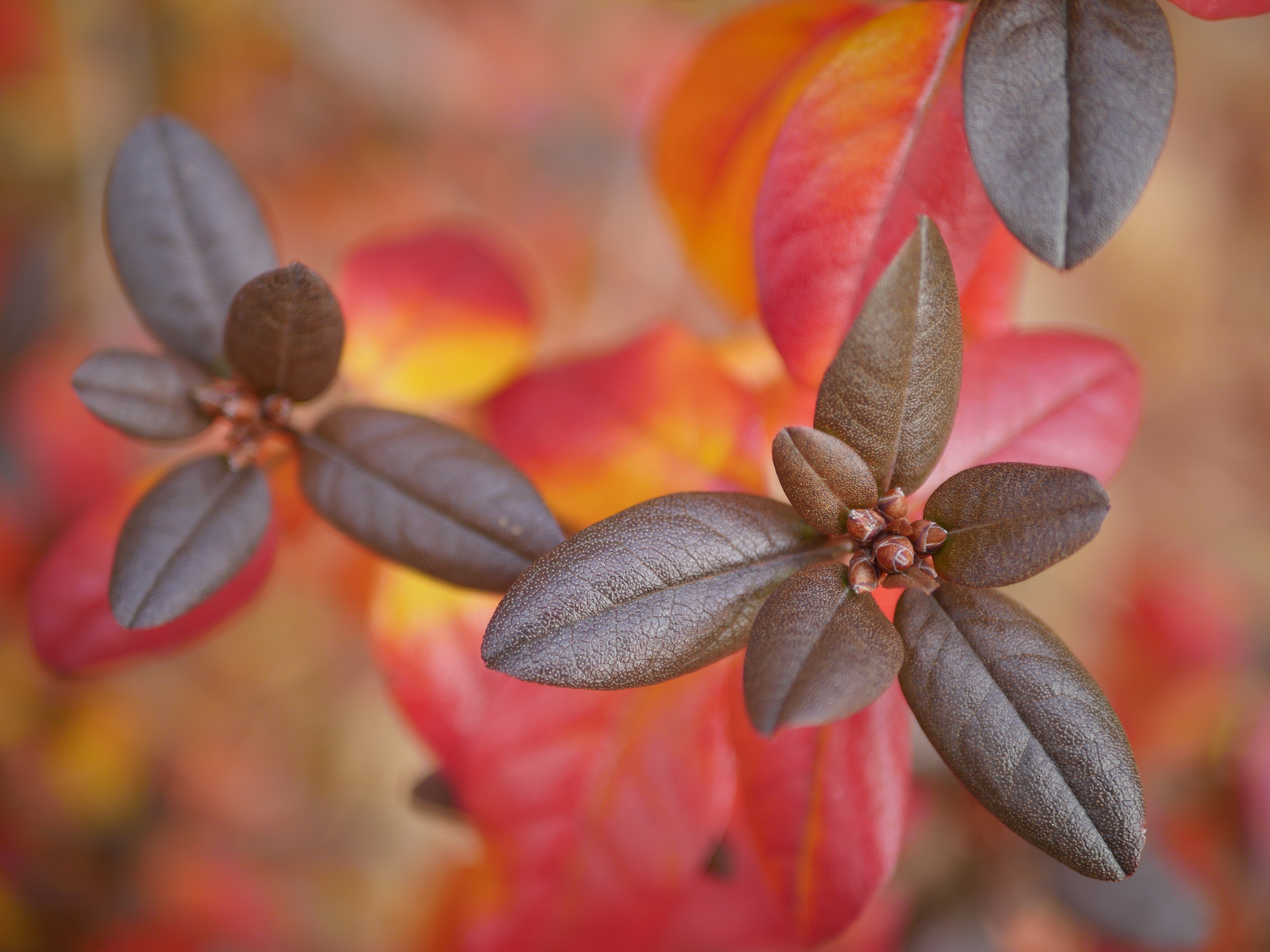 絞り開放・最短撮影距離（約25cm）で撮影。DMC-GX8 / 1/400秒 / F1.7 / 0EV / ISO200 / 絞り優先AE / 25mm