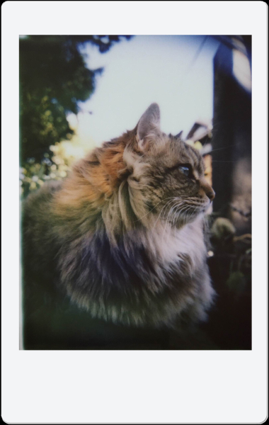 作例（ビーハーフ提供）