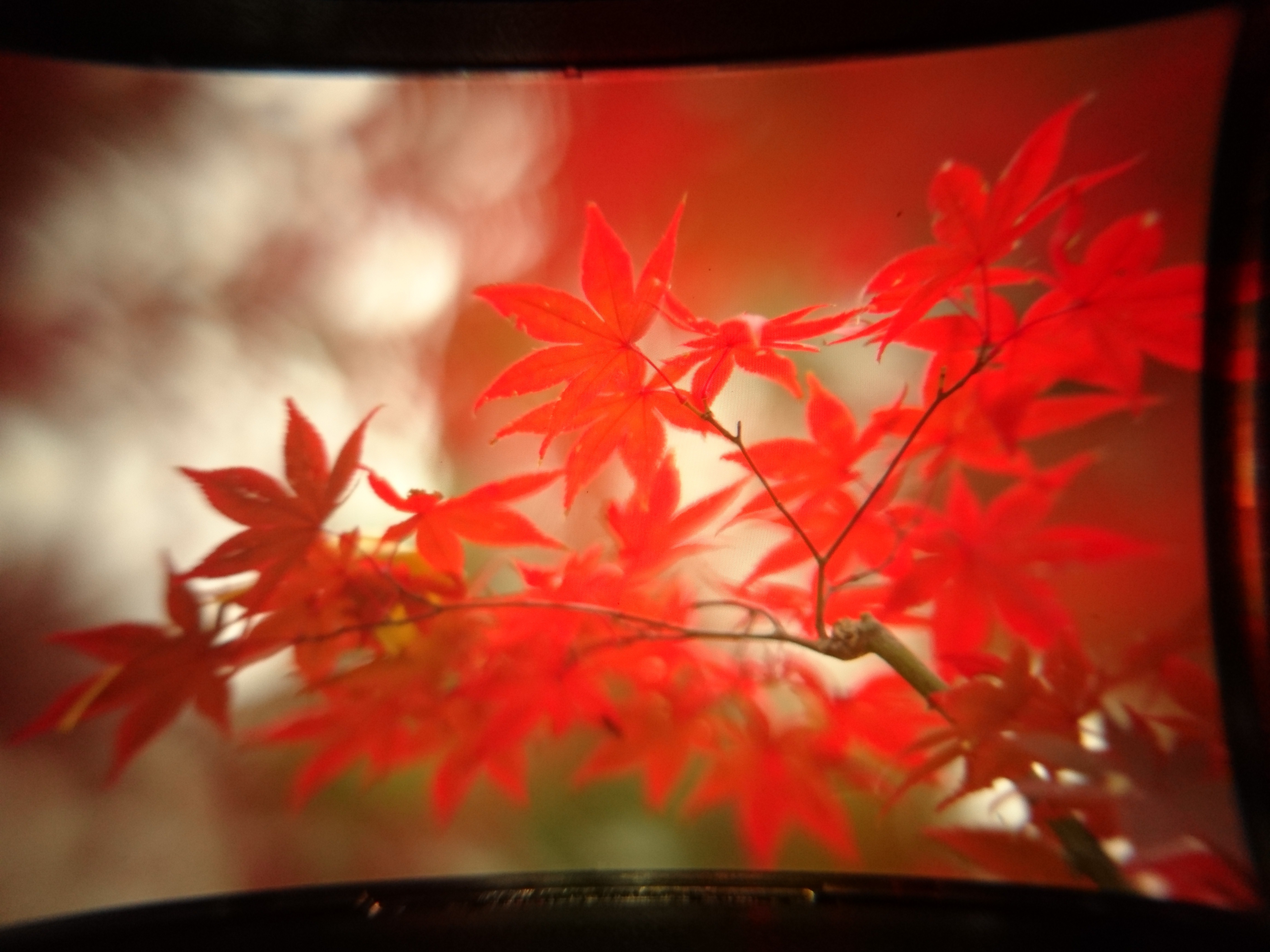 プレミアムおまかせオート / 5,520×4,140 / ISO100 / レンズF2.0、カメラF2.0 / 1/32秒 / +0.7EV / 127.5mm相当（デジタルズーム使用せず）