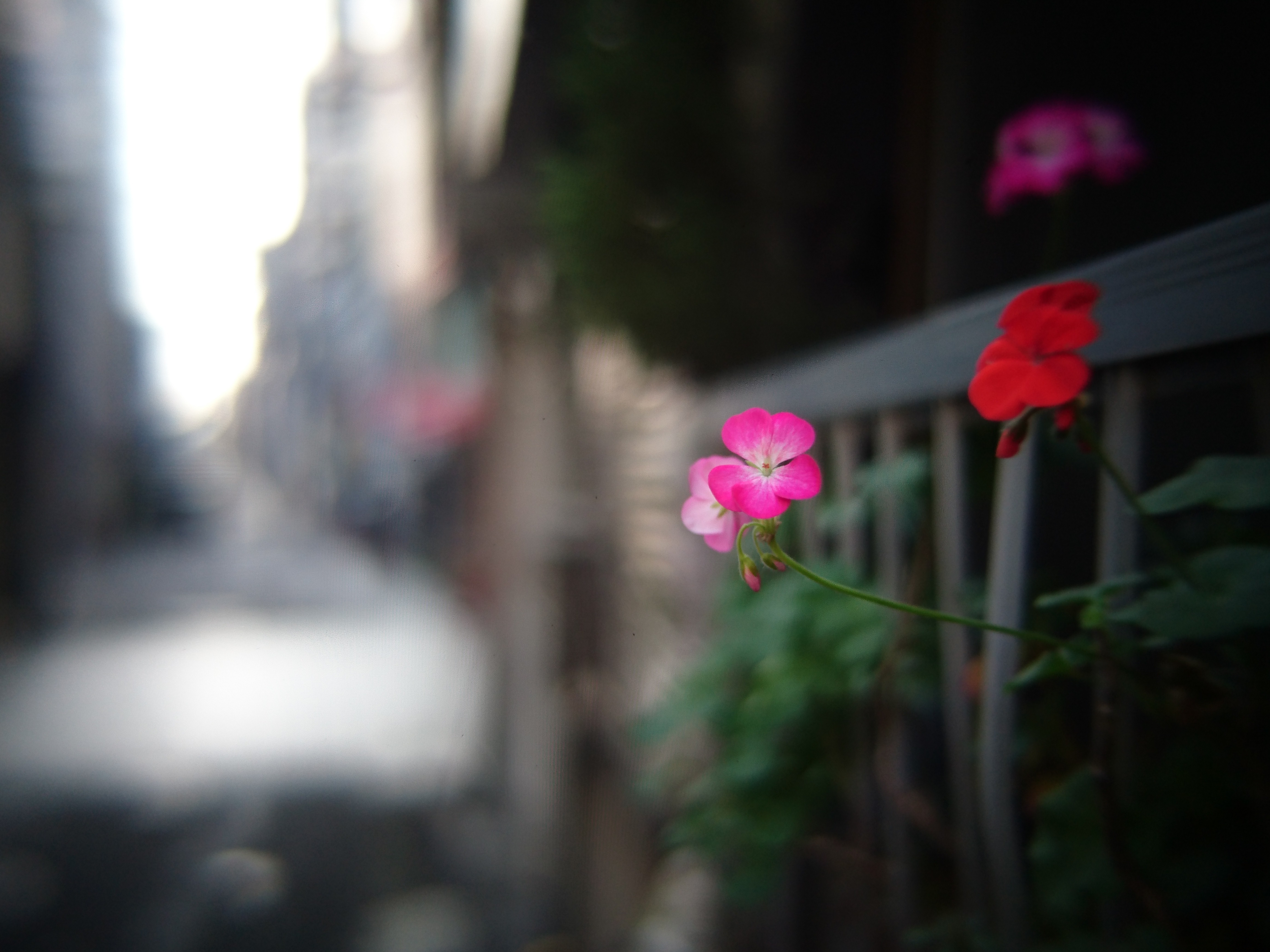 プレミアムおまかせオート / 5,520×4,140 / ISO40 / レンズF1.7、カメラF2.0 / 1/40秒 / -0.7EV / 90mm相当（デジタルズーム1.2倍使用）