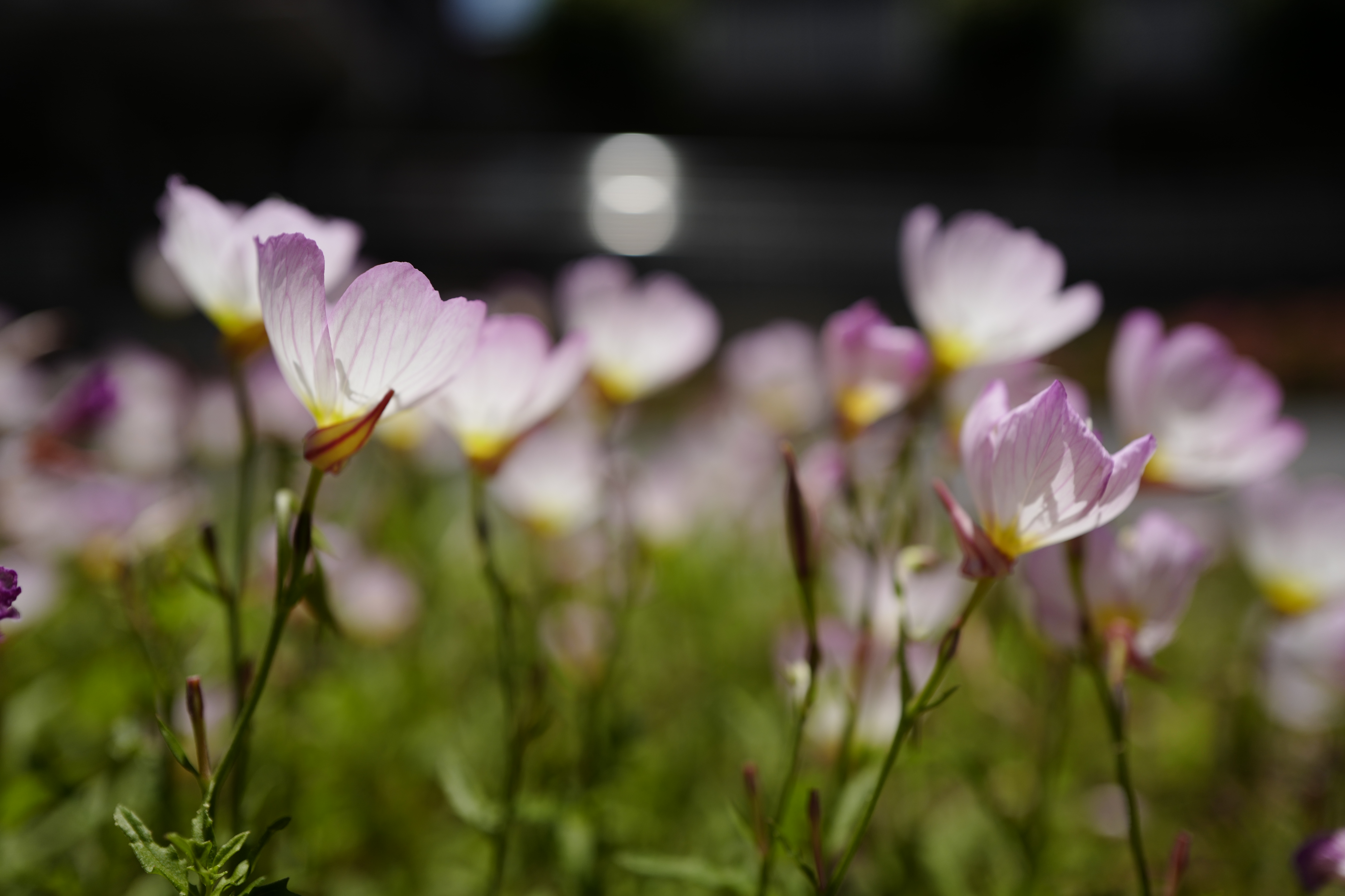 Leica Q / 6,000×4,000 / 1/3,200秒 / F2.8 / ±0EV / ISO100 / WB:オート