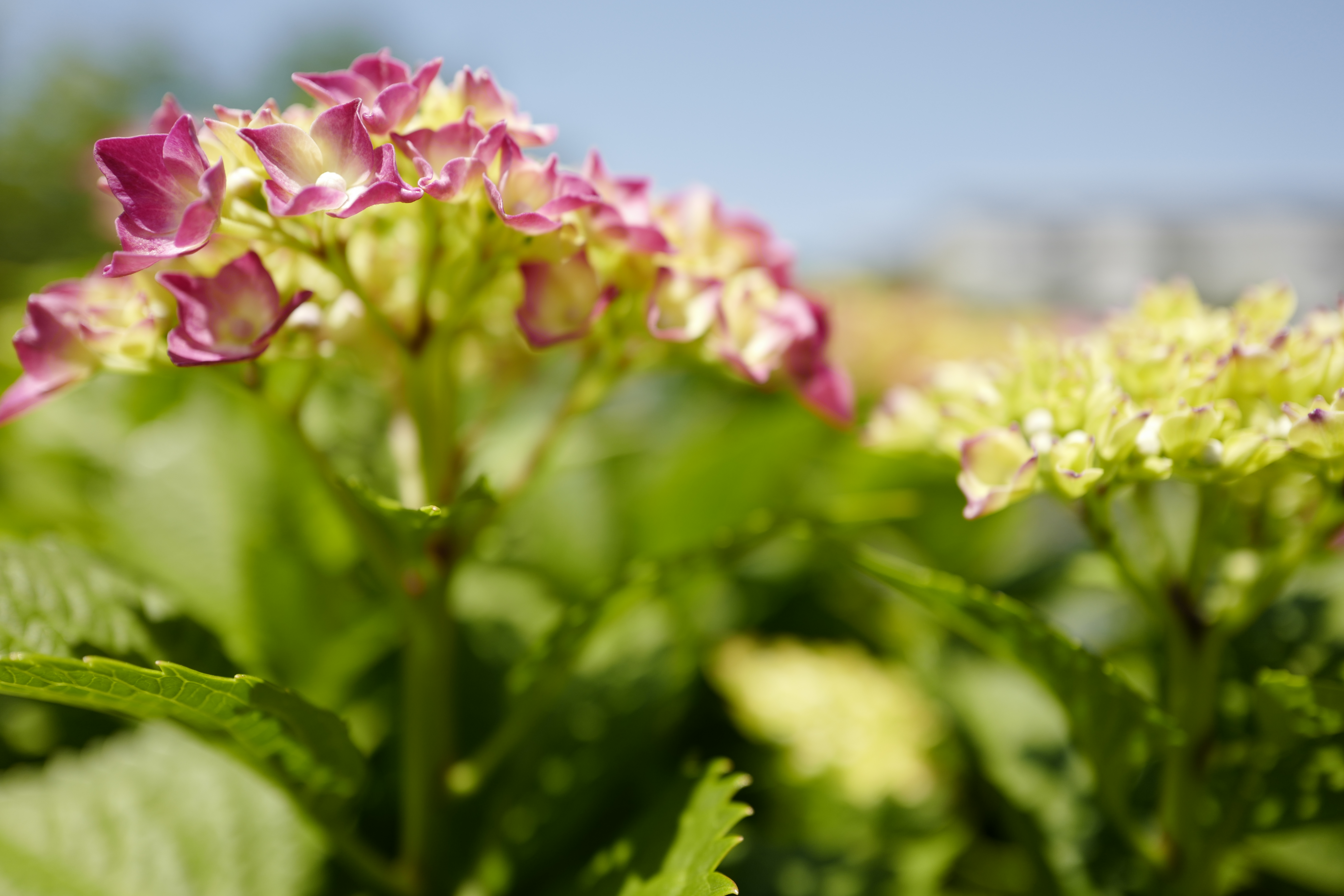 Leica Q / 6,000×4,000 / 1/1,600秒 / F2.8 / +0.6EV / ISO100 / WB:オート