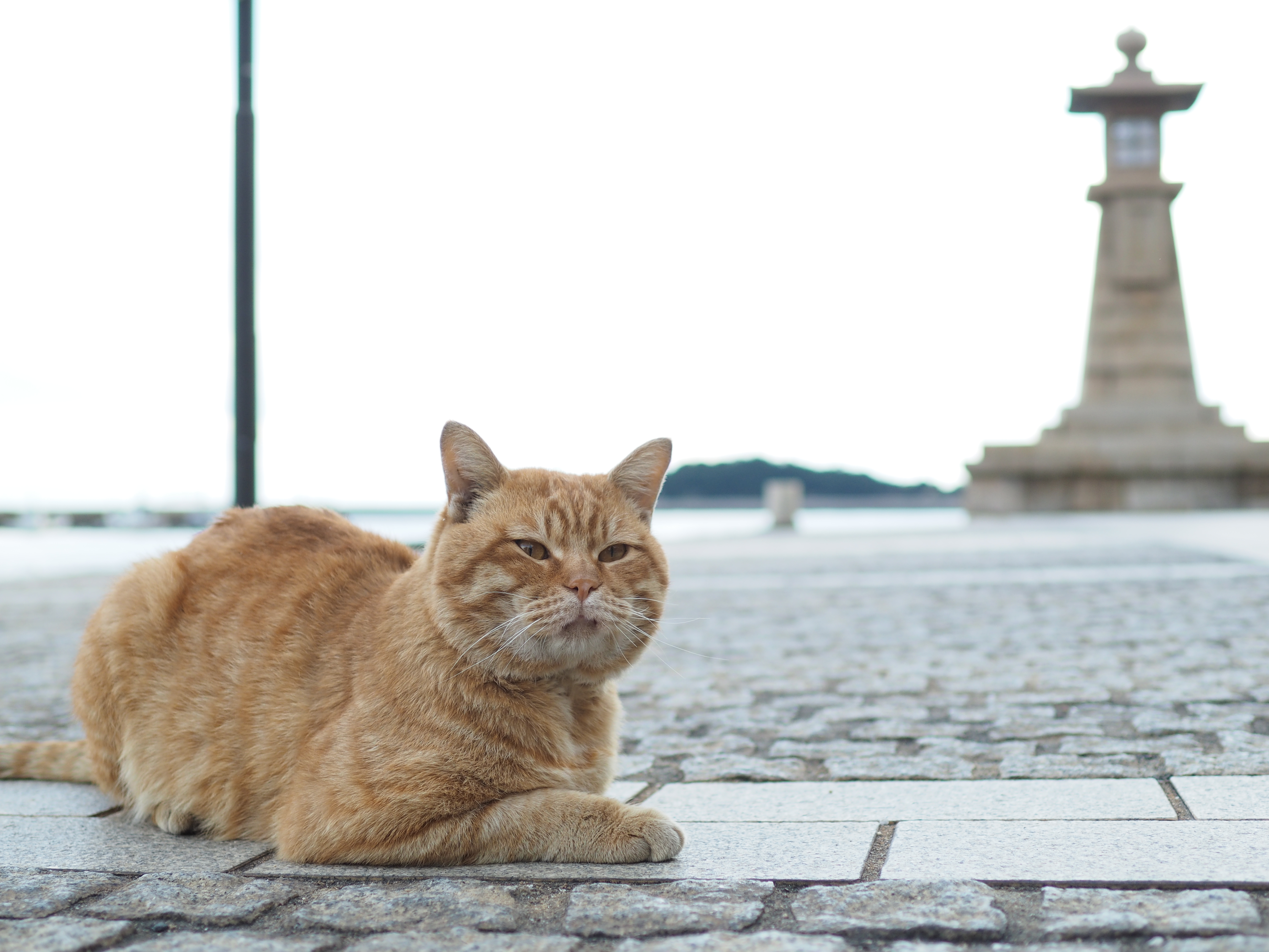 KOWA PROMINAR 25mm F1.8 / OLYMPUS OM-D E-M1 / F2.8 / 1/500秒 / +2EV / ISO200