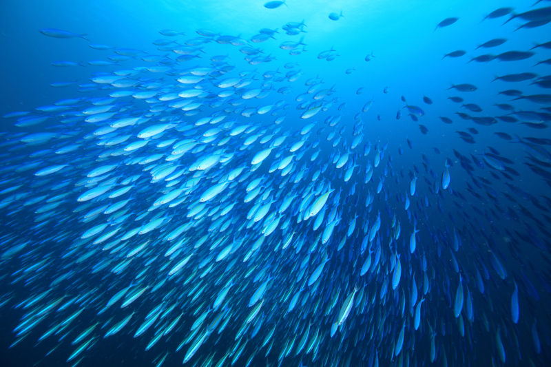 獰猛なカスミアジに追いかけれ、海中を猛スピードで泳ぐクマザサハナムロの群れ。無音の海中に、ザッー！と魚群が動く瞬間を捉えた。<br><span class="fnt-85">キヤノン EOS 5D Mark III/ EF11-24mm F4L USM /11mm / マニュアル露出（F11、1/100秒） / ISO 400</span>