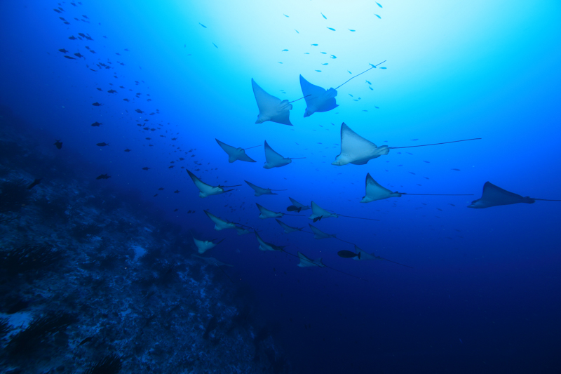 モルディブの海の名物のひとつ、マダラトビエイの群れ。潮流に乗って静かに泳ぐ姿は美しい。以前は苦手だった太陽光の青いグラデーションが、白トビせずに見事な諧調で、表現されている<br><span class="fnt-85">キヤノン EOS 5D Mark III / EF11-24mm F4L USM / 11mm / マニュアル露出（F9、1/40秒） / ISO 400</span>