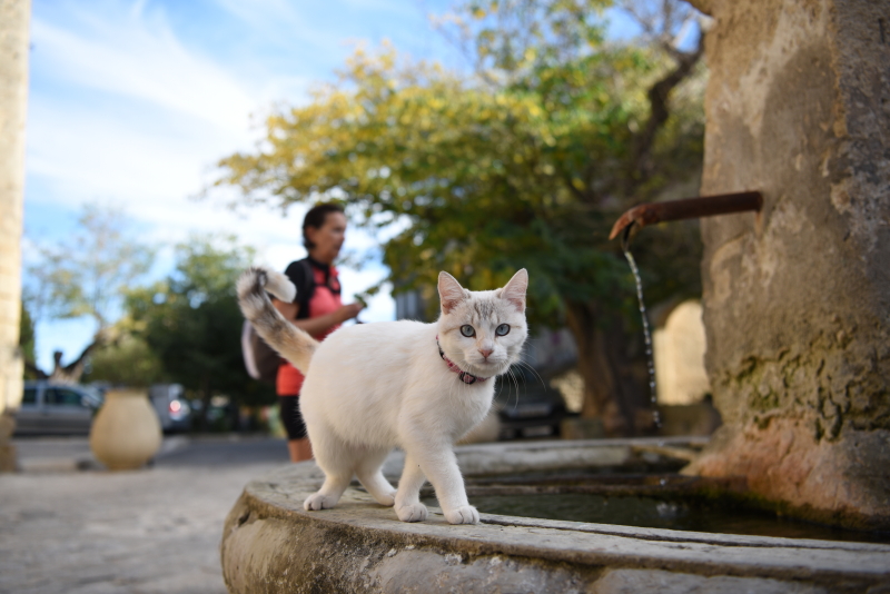 村の中央部にある広場、そこにはネコも来るし人も来る。かつて、馬車が羽振りをきかせていたころの名残であろう水飲み場は皆の憩いの場所となっているのだ<br class="">ニコンD750／AF-S NIKKOR 24-70mm f/2.8E ED VR／35mm／絞り優先AE（F3.2、1/800秒、±0EV）／ISO 160／WB：オート