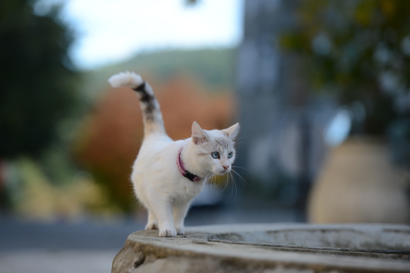 <strong class="">【望遠レンズでは背景の情報がなくなる】</strong><br class="">望遠レンズ（145mmで撮影）では被写体はくっきりするものの、背景が狭く、ボケが大きくなりどこで撮ったかわからない