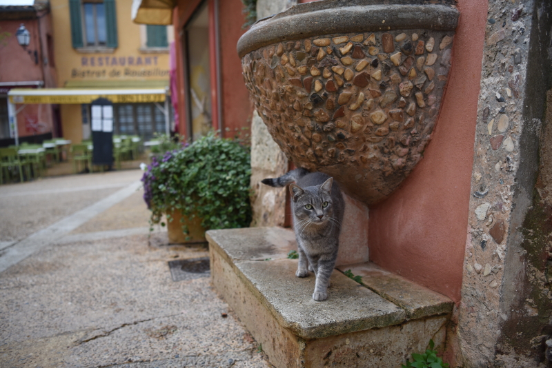 <strong class="">【ネコを隅に配置すると街が広く見える】</strong><br class="">レストランなどが軒を連ねる街中にもネコはいる。ネコを片隅に配置すれば、街の雰囲気を広く表現できる