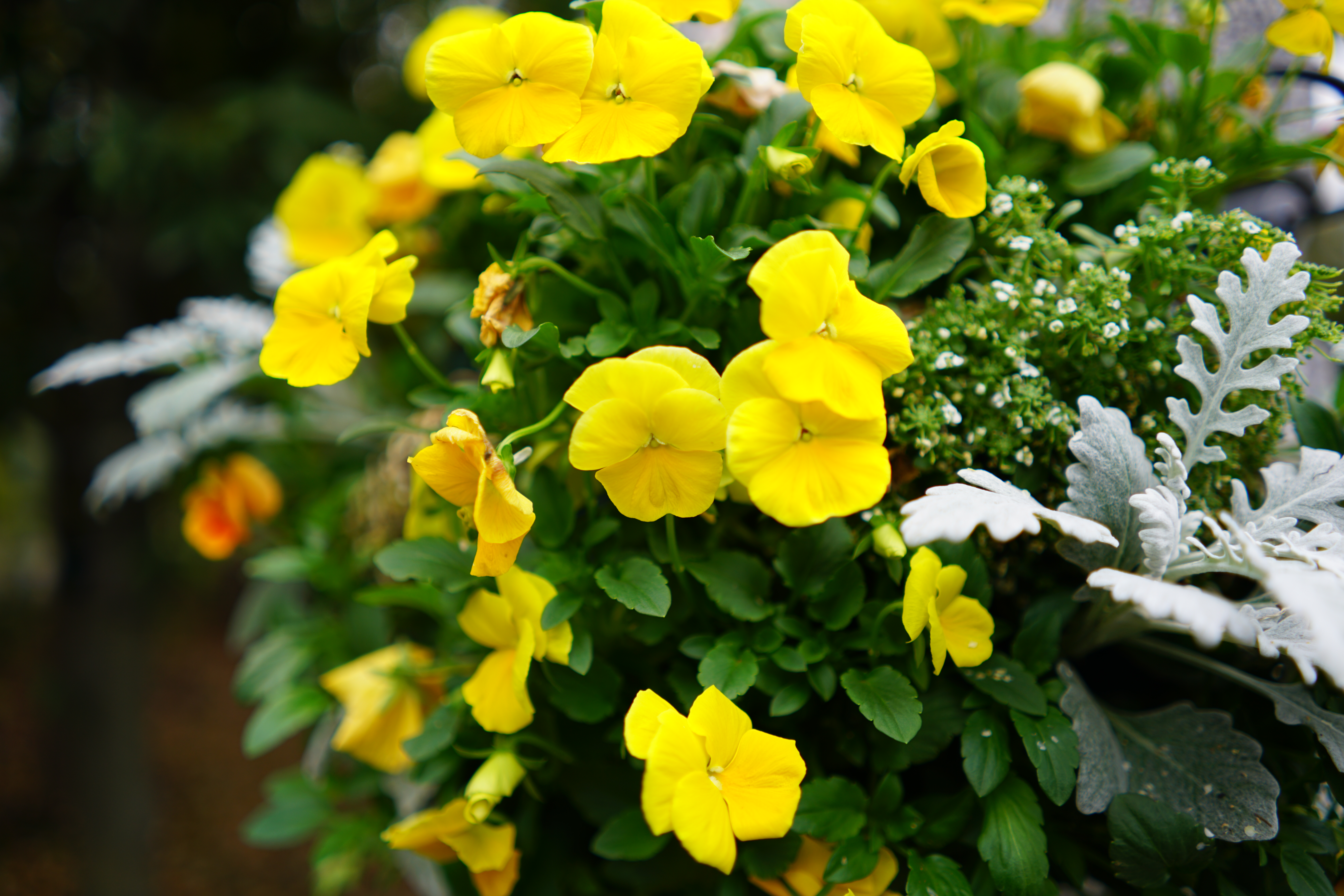 絞り開放・最短撮影距離（約29cm）で撮影。α7R II / 1/250秒 / F2 / 0EV / ISO100 / 絞り優先AE / 28mm