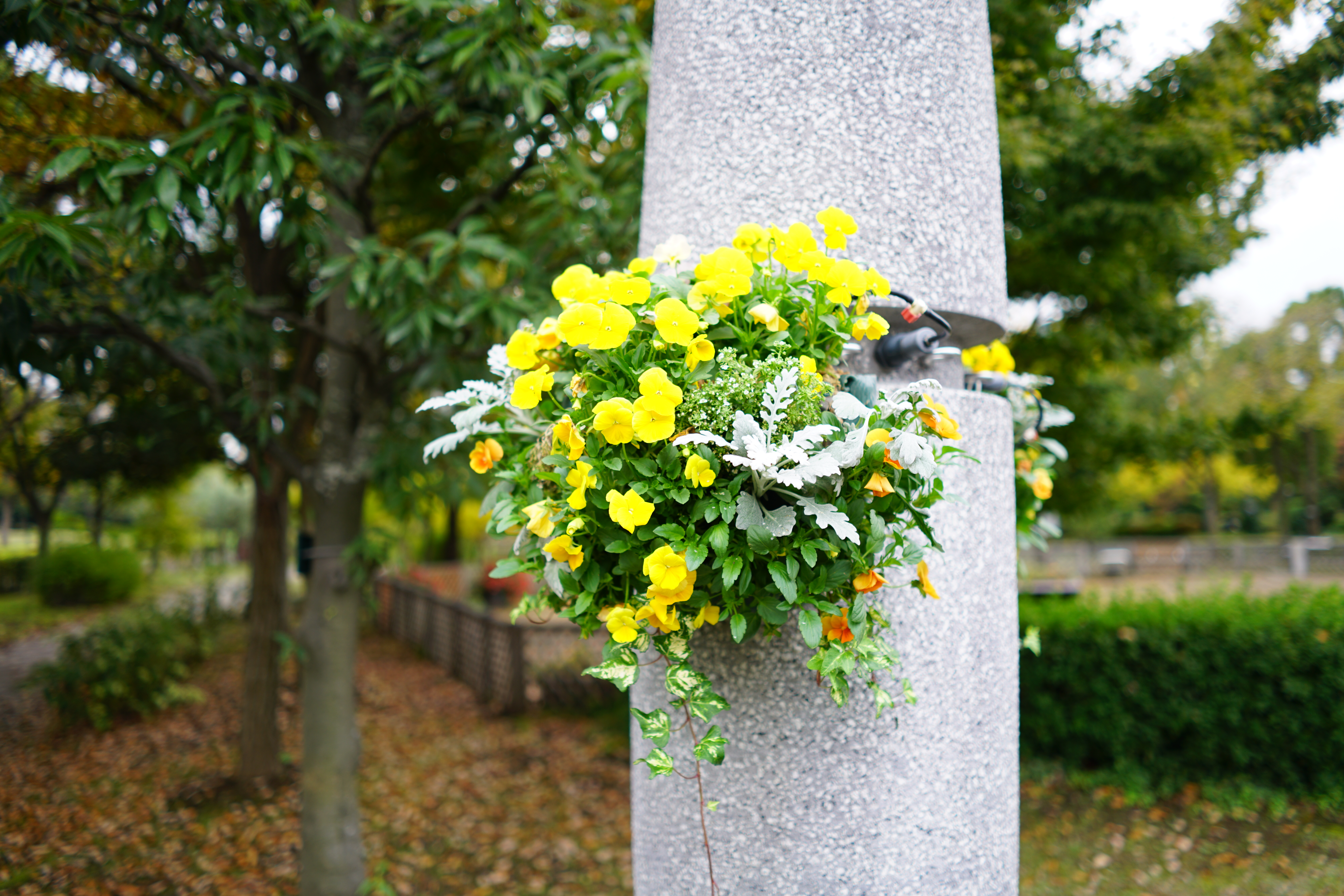 絞り開放・距離数mで撮影。α7R II / 1/100秒 / F2 / +0.7EV / ISO100 / 絞り優先AE / 28mm