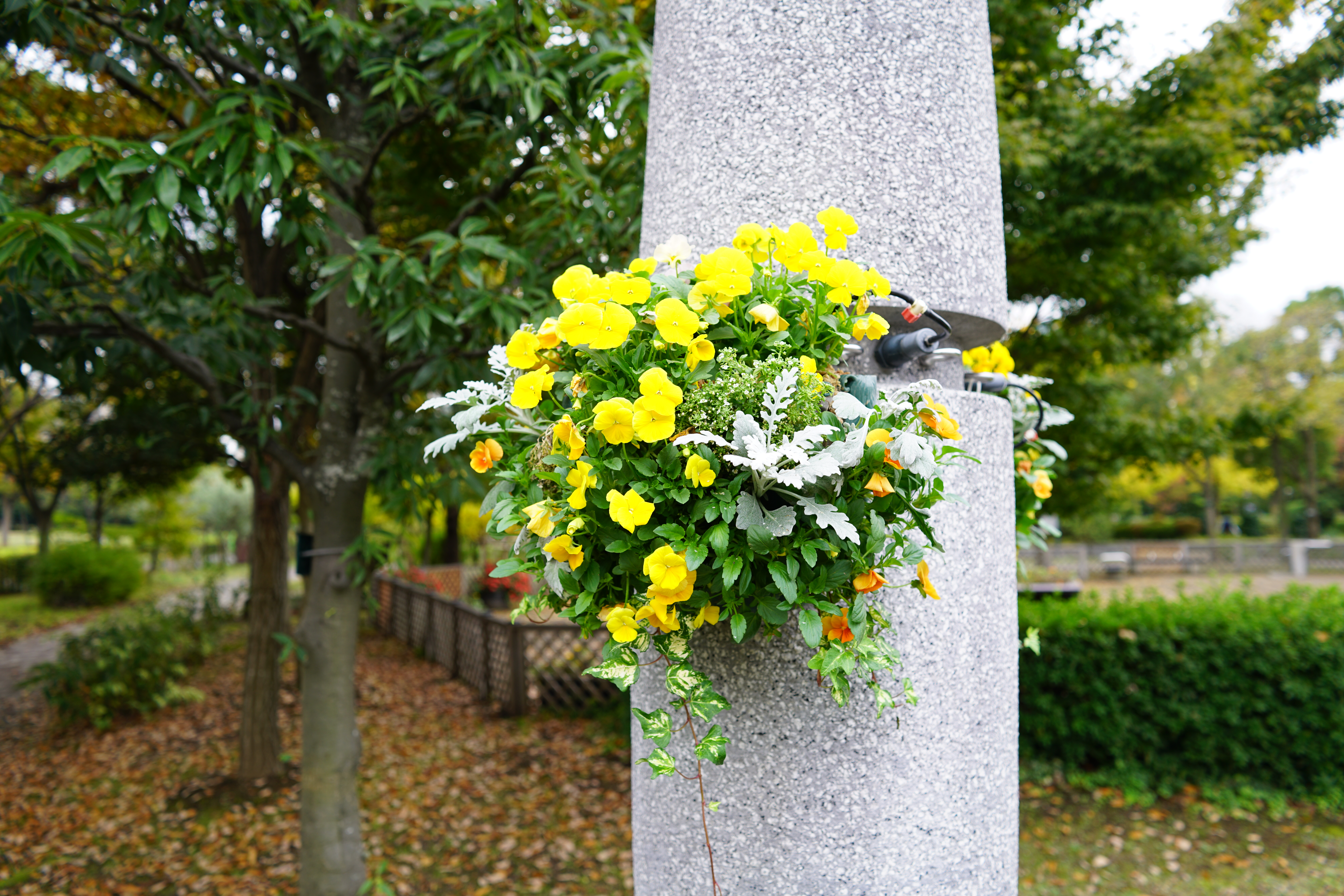 絞りF4・距離数mで撮影。α7R II / 1/30秒 / F4 / +0.7EV / ISO100 / 絞り優先AE / 28mm