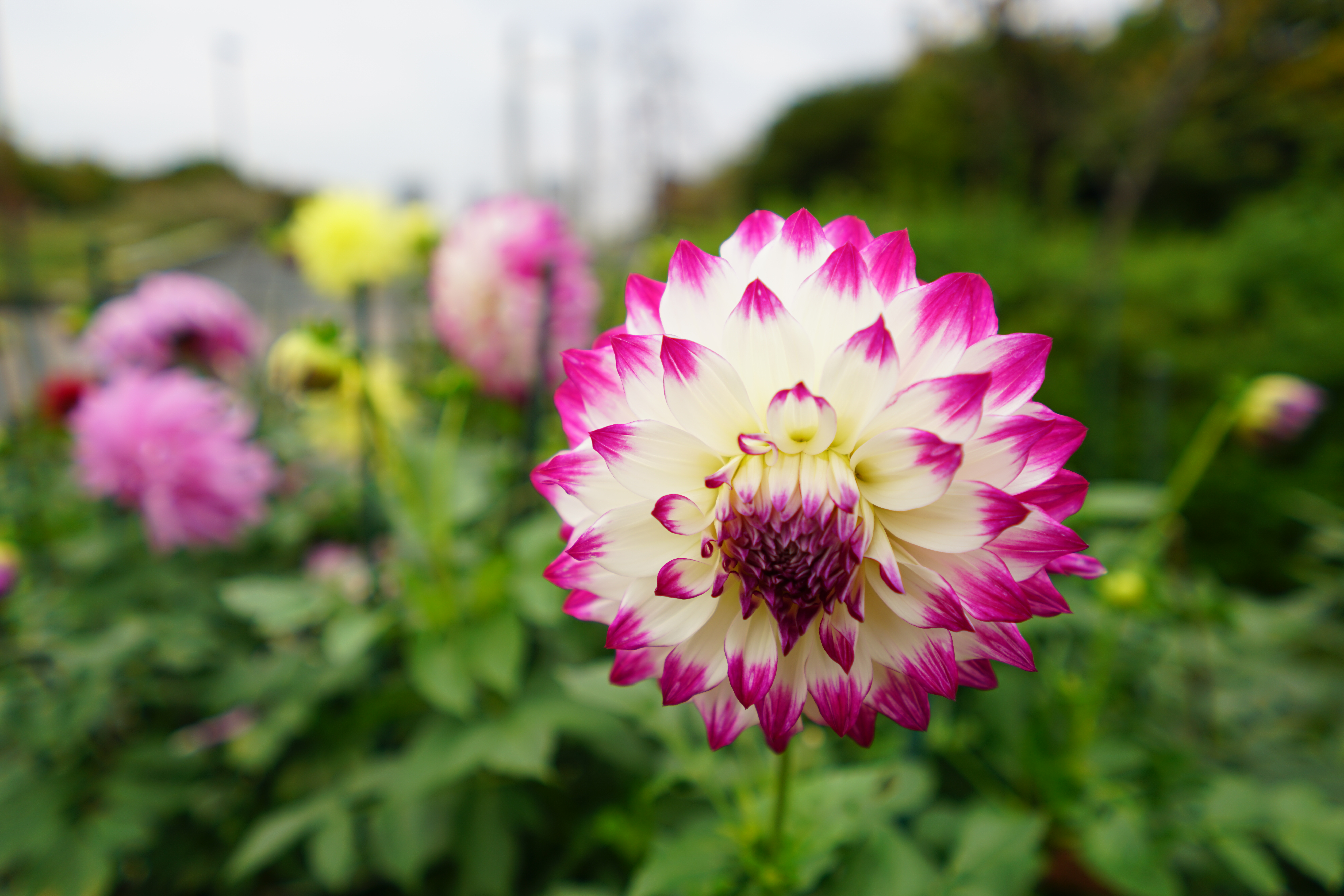 α7R II / 1/160秒 / F2.8 / 0EV / ISO100 / 絞り優先AE / 21mm