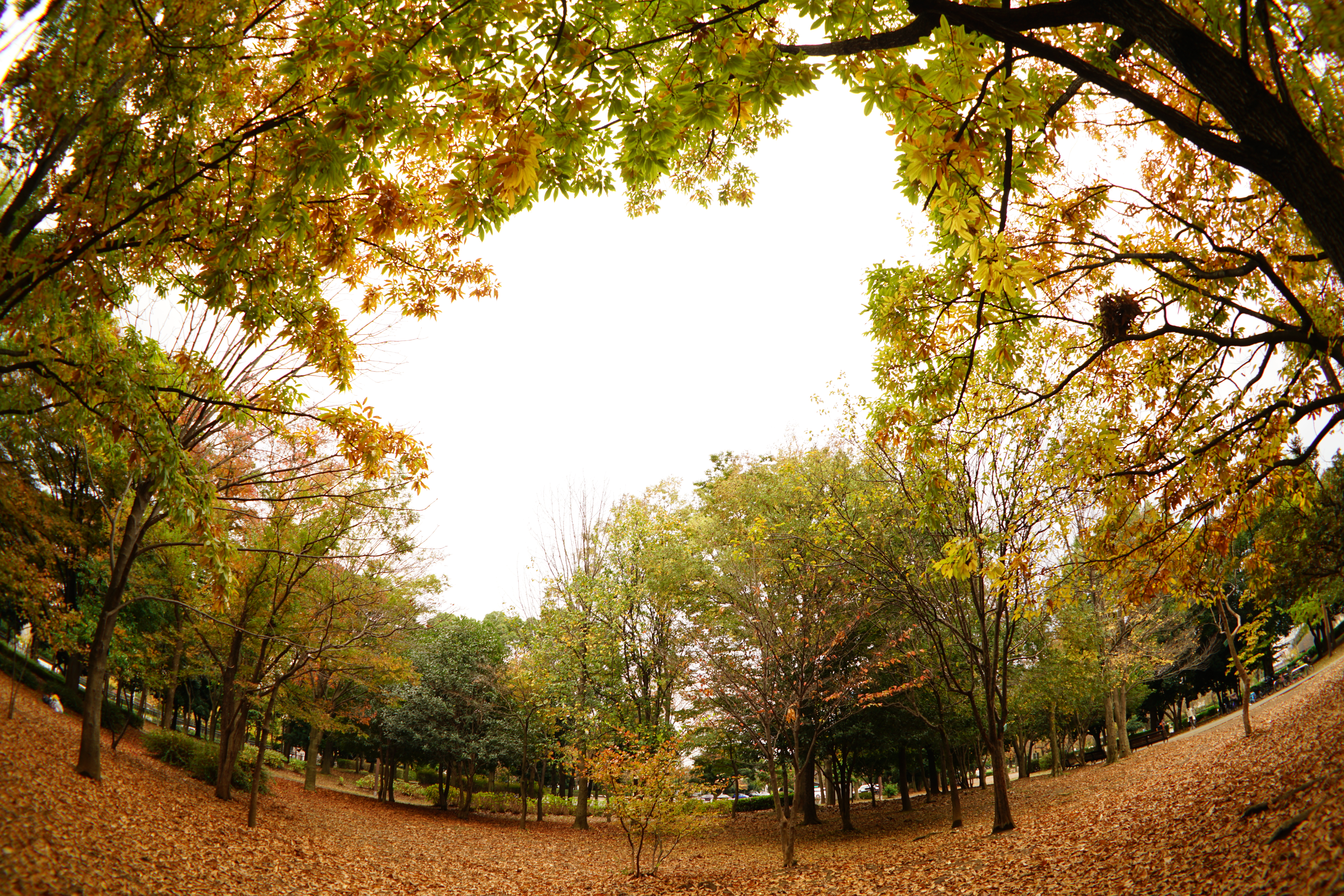 α7R II / 1/20秒 / F5.6 / +1EV / ISO100 / 絞り優先AE / 16mm