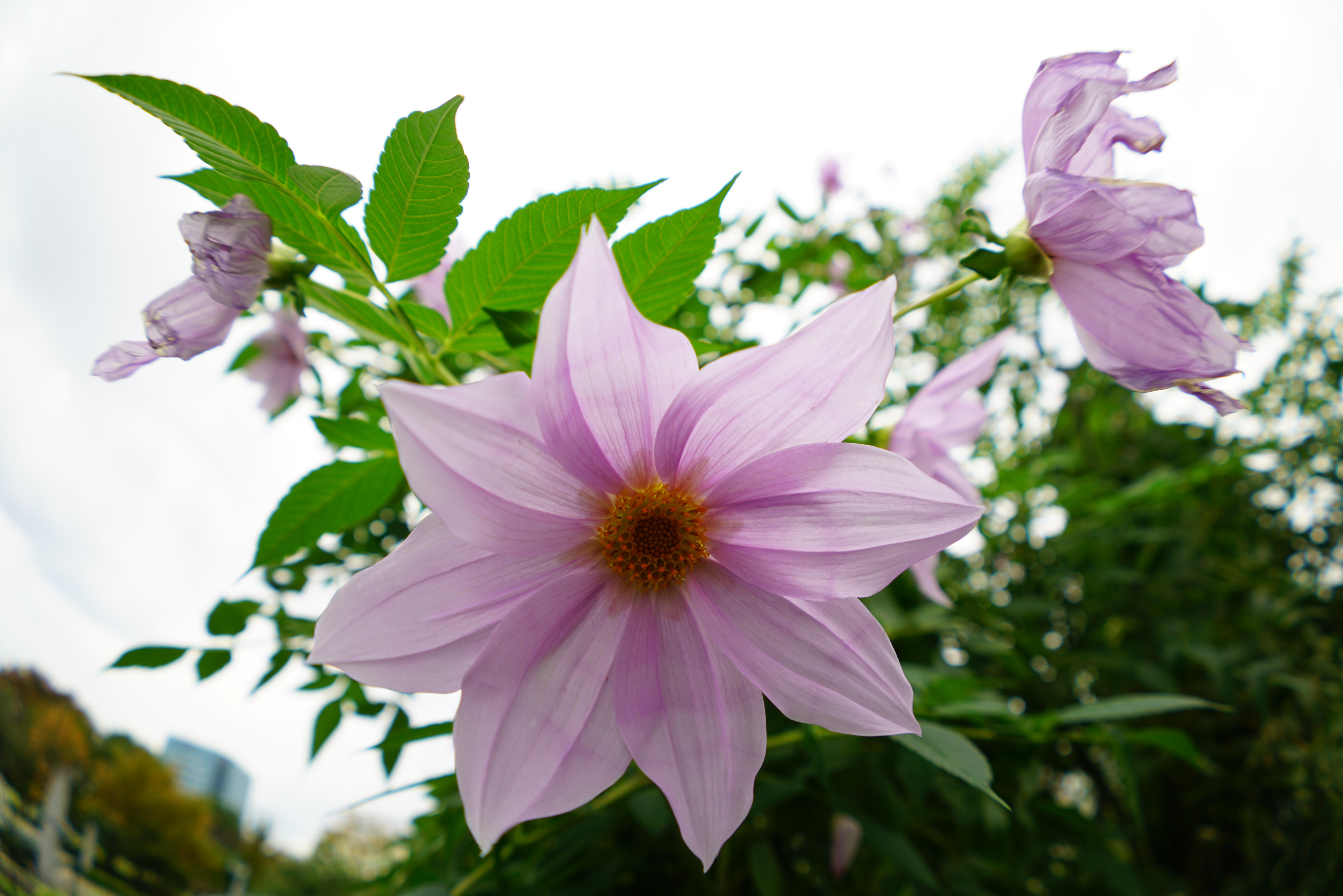 α7R II / 1/100秒 / F3.5 / +0.7EV / ISO100 / 絞り優先AE / 16mm