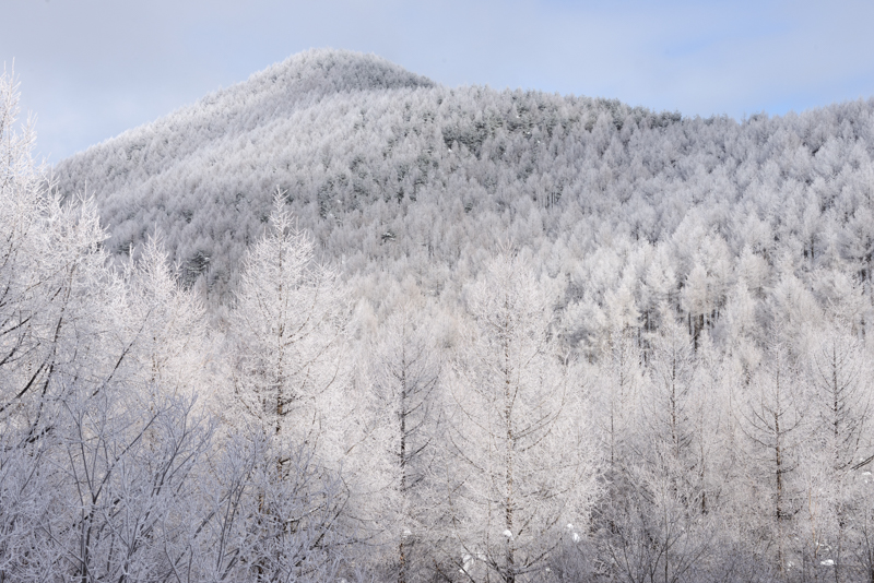 厳しい寒さが作り出す繊細な霧氷だ。温暖化が進むと、このような美しい姿を撮影することも難しくなるかもしれない。（撮影：萩原俊哉）