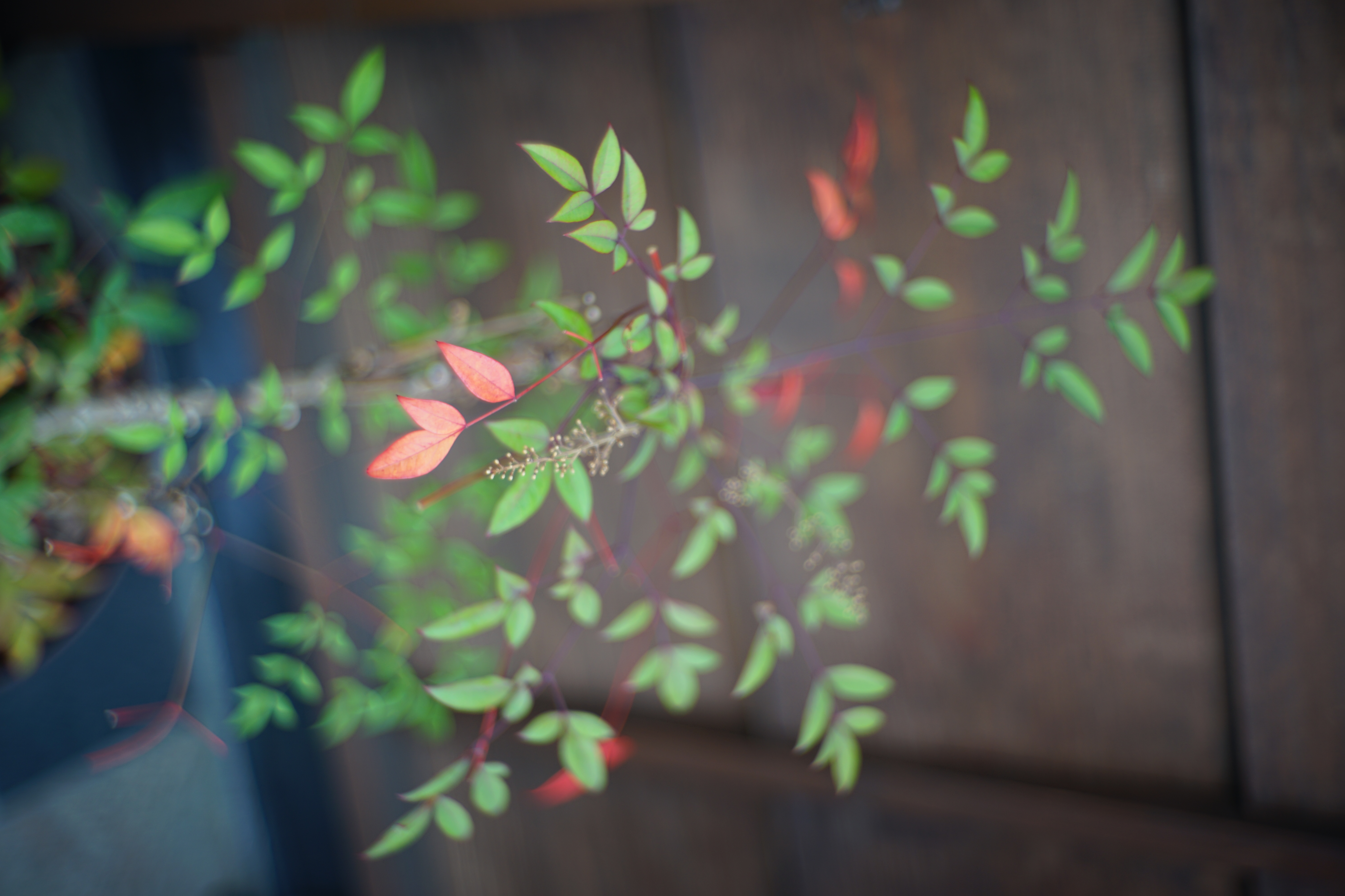 α7 II / New Jupiter-3+ / 絞り優先AE / F1.5 / 1/400秒 / ISO100 / ±0EV