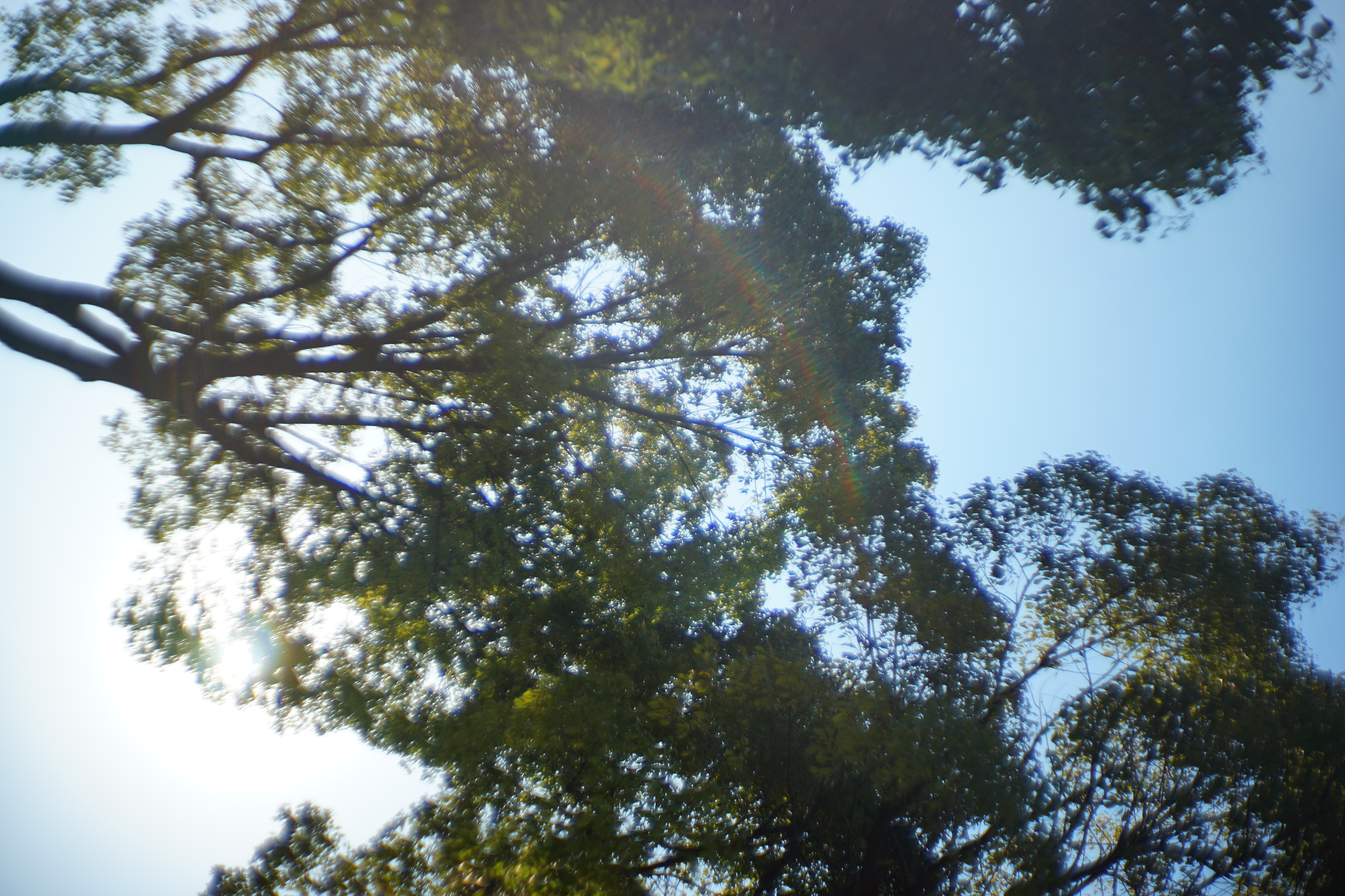 α7 II / New Jupiter-3+ / 絞り優先AE / F1.5 / 1/8,000秒 / ISO100 / -0.3EV